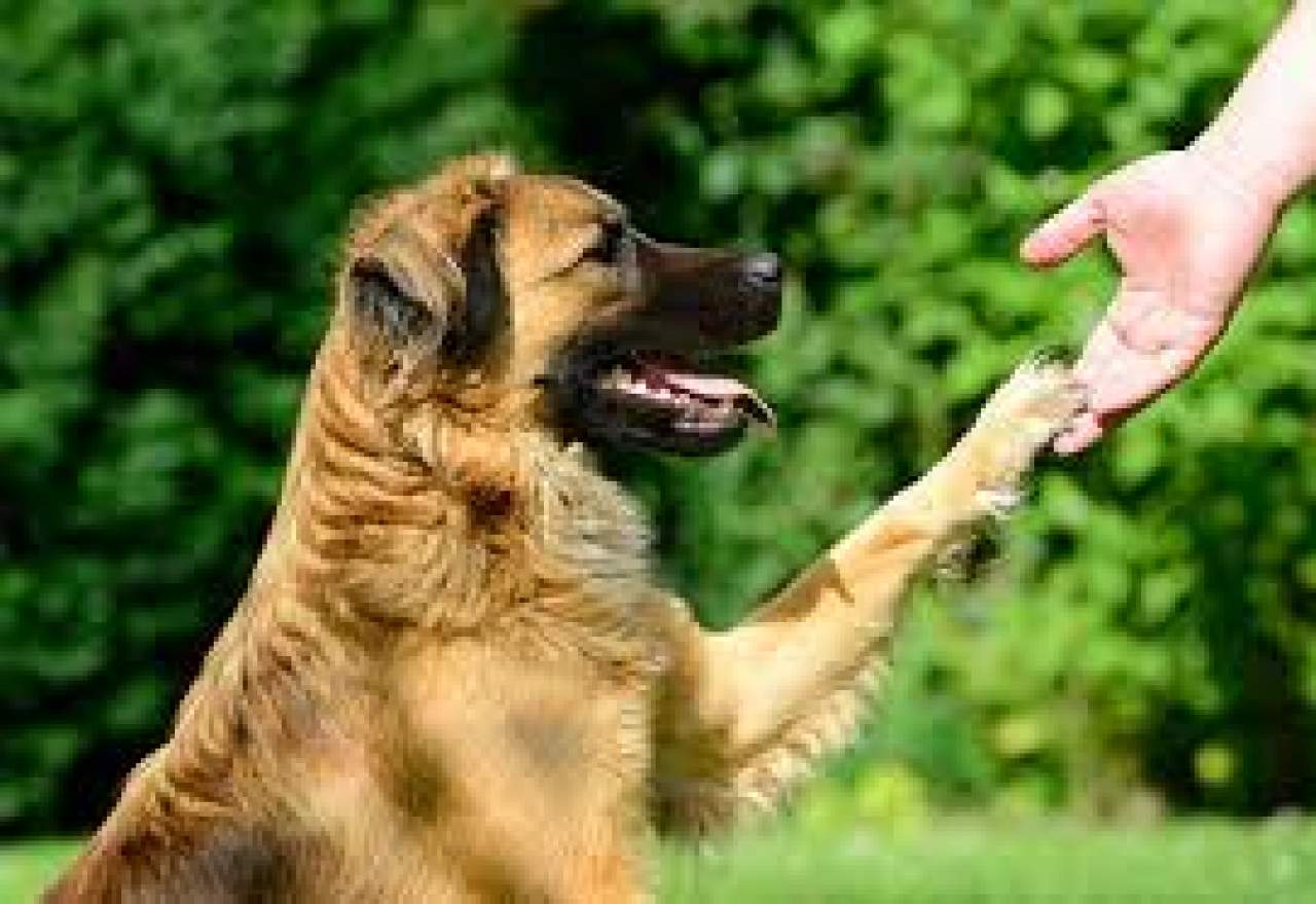 Adiestrador canino en Toledo