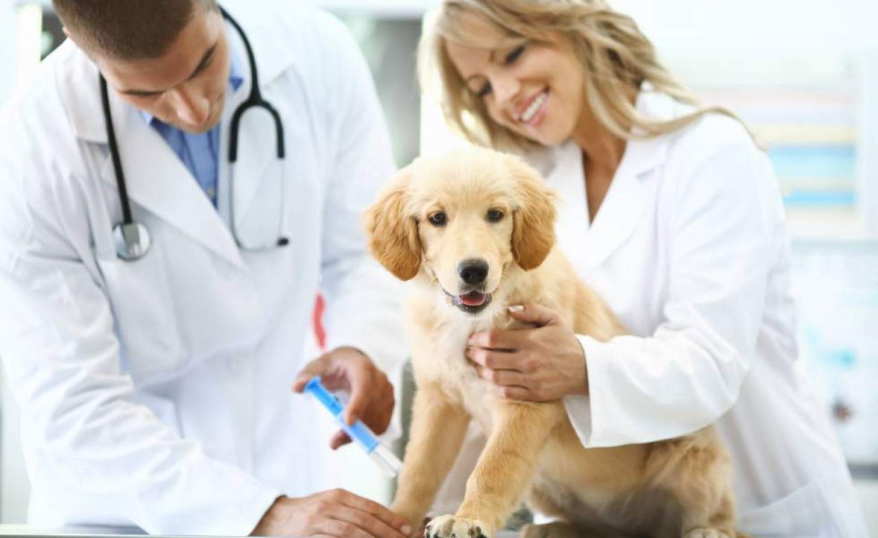 Cursos de veterinaria Madrid