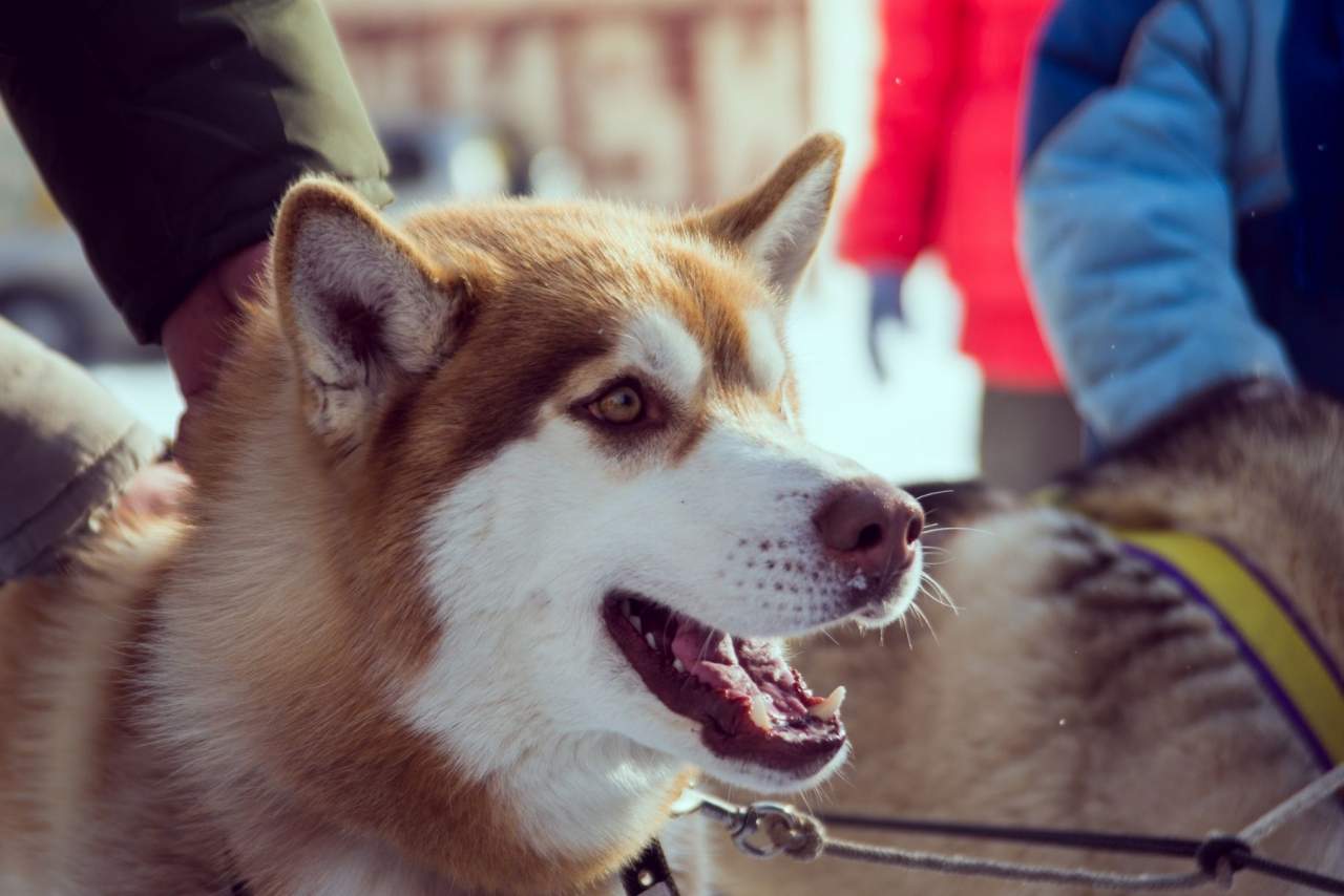 Arnés para que el perro no tire: We love pets
