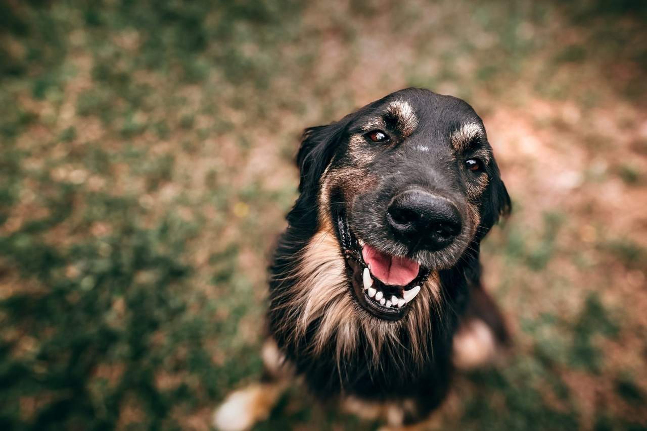 Adiestrar a perro online con Tu Adiestrador Online