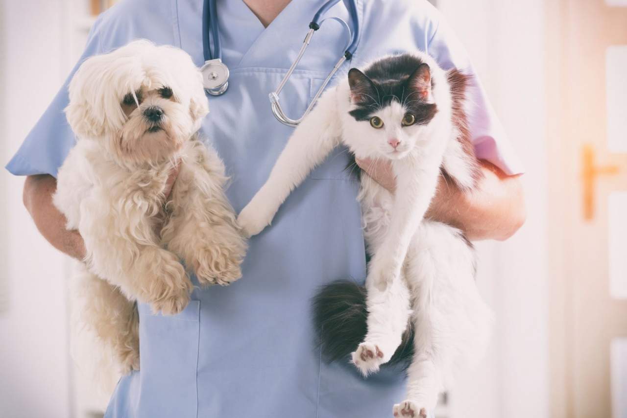 Clínica Veterinaria Algeciras: Clínica Veterinaria El Estrecho