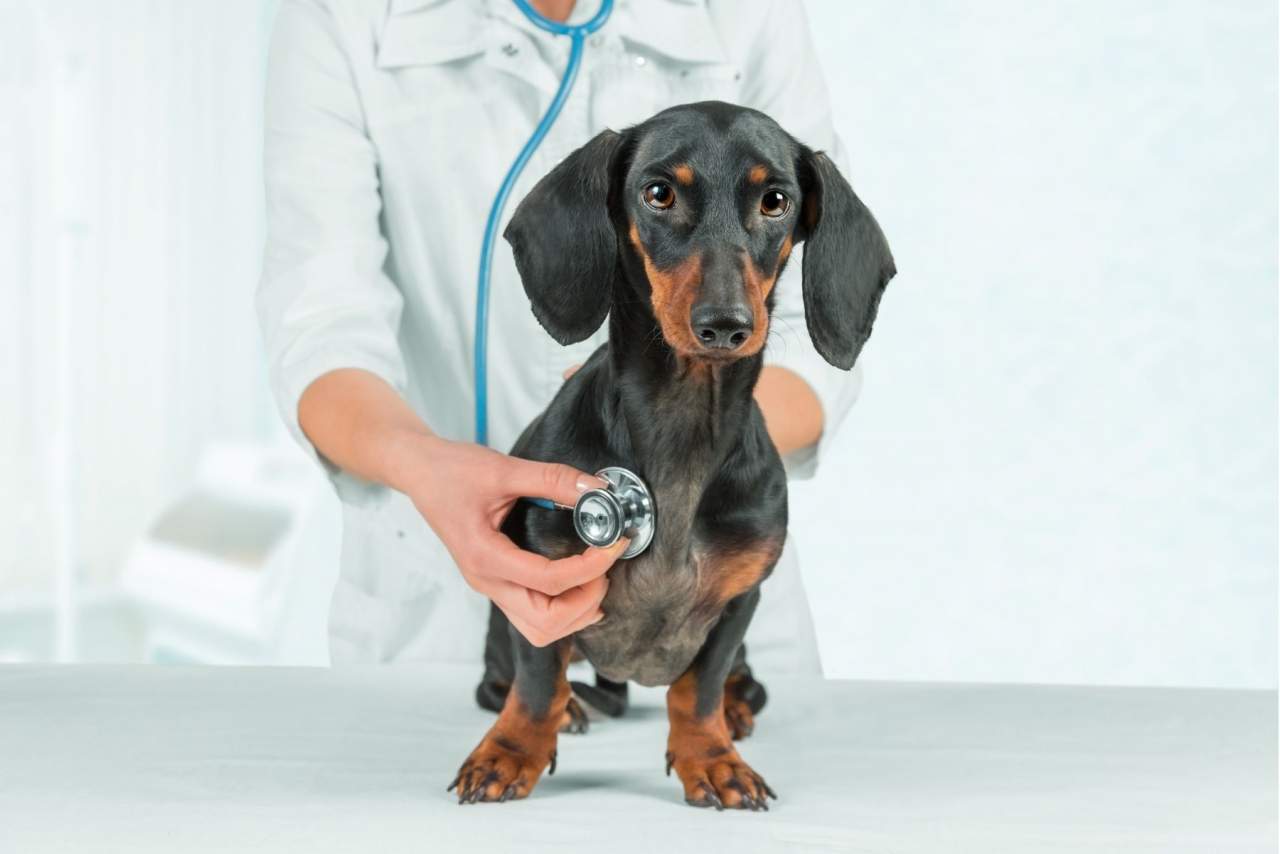 Veterinario en Algeciras de urgencia: Clínica Veterinaria El Estrecho
