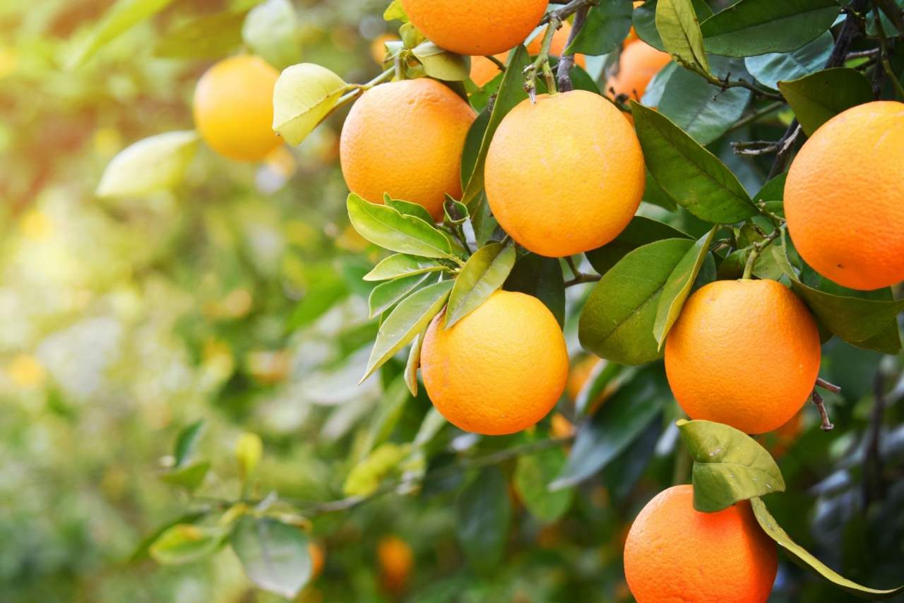Comprar naranjas online de Valencia es posible gracias a HortdePepe