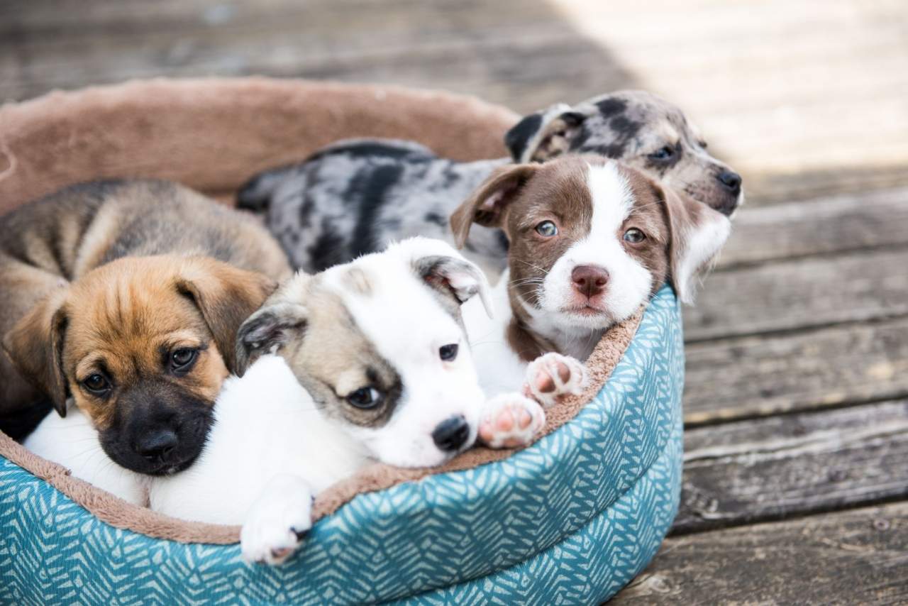 Aumento en el número de adopciones y personas interesadas en comprar perro en Madrid durante la pandemia: Tienda Cachorro