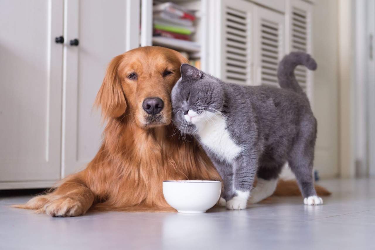 Aumentan las visitas veterinarias en Algeciras: Clínica Veterinaria El Estrecho