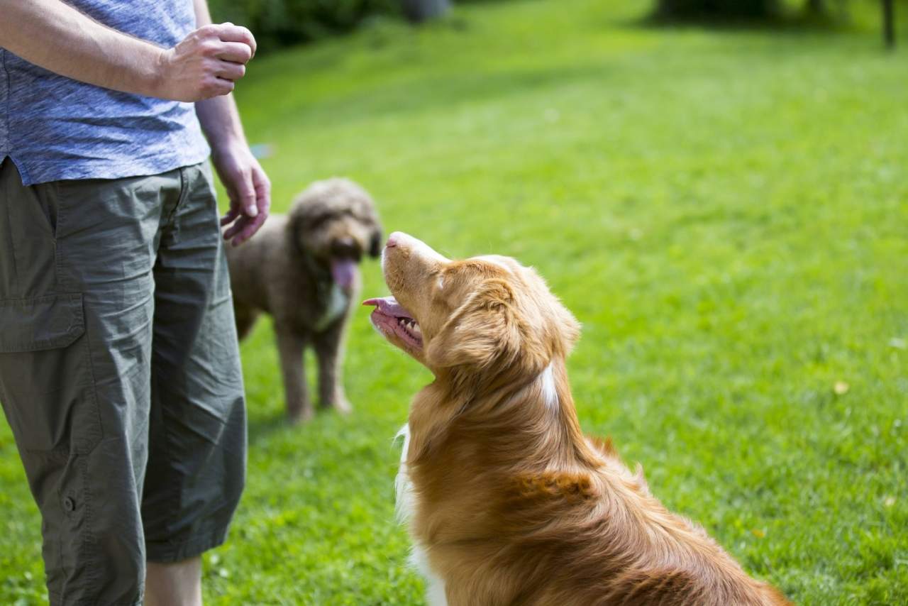 El adiestrador de perros en Zaragoza: Binomium