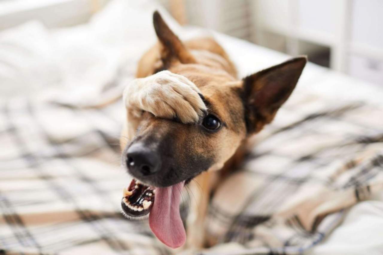 Jaulanimal: Escoger jaula para mascota de manera eficiente