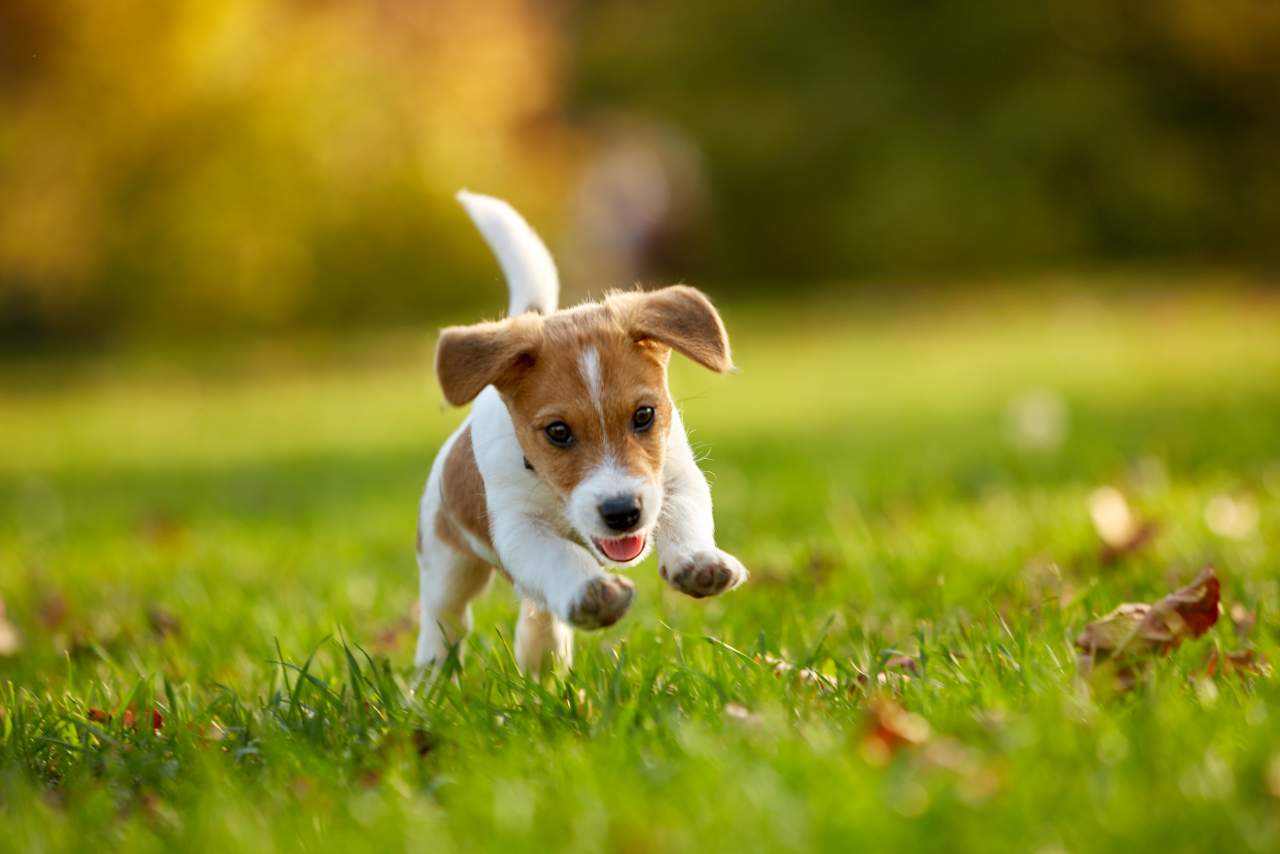Factor Amigo, el adiestrador de perros en Zaragoza