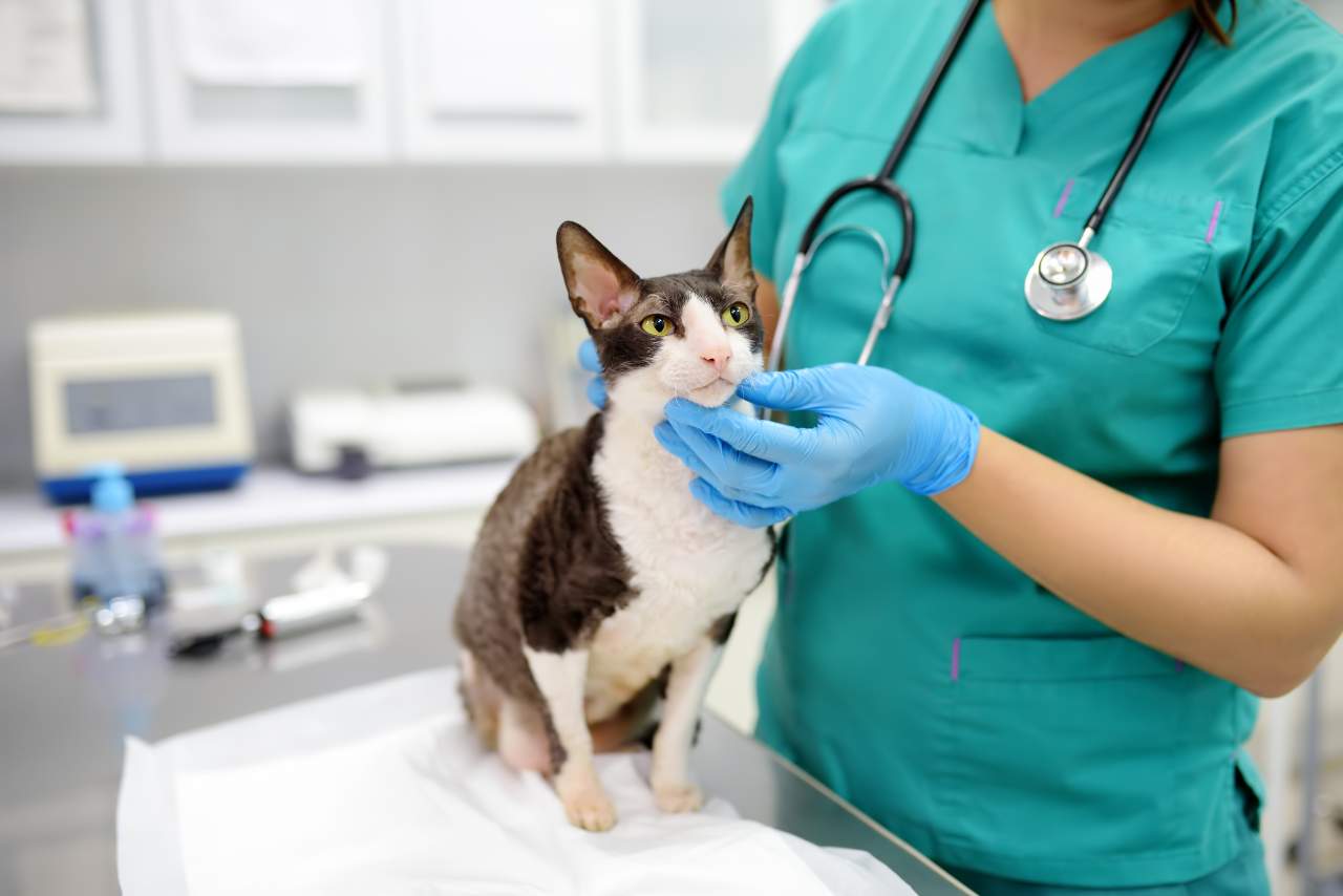 Un software veterinario creado por PetClinic ayuda a la reducción del uso de papel