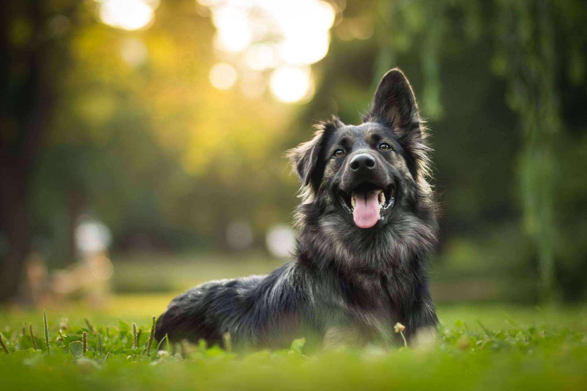 La clínica veterinaria El Estrecho realiza el tratamiento de ciertas patologías mediante la ozonoterapia en animales