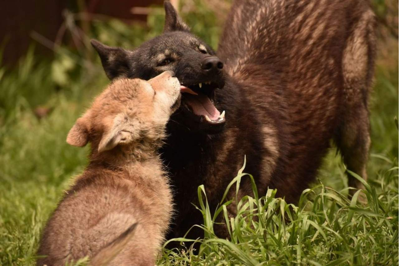 El pienso para perros de la compañía Wolves Legacy, uno de los más populares del mercado