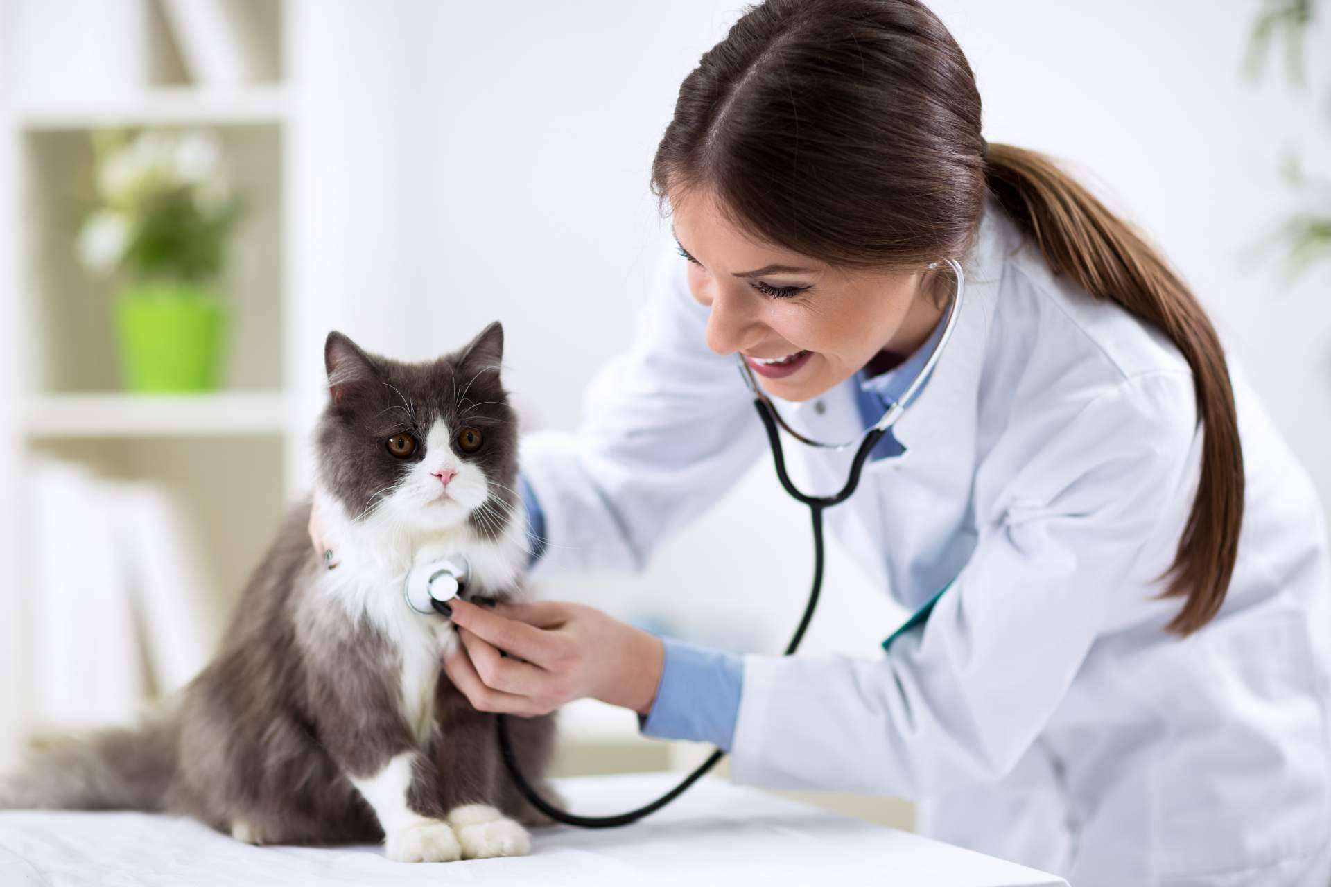Curso Auxiliar Técnico de Veterinaria en Tecni Estudio