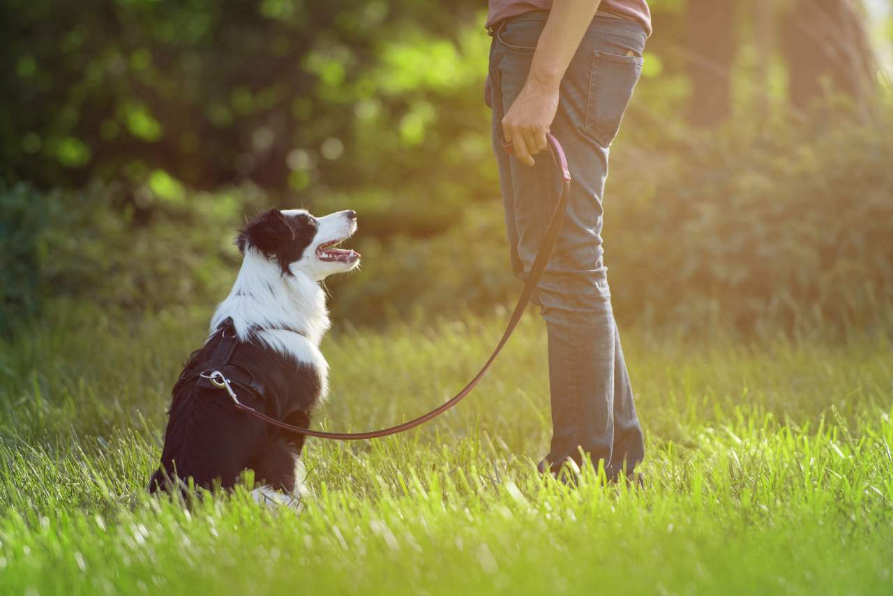 El servicio de Binomium para adiestrar perro trufero en España