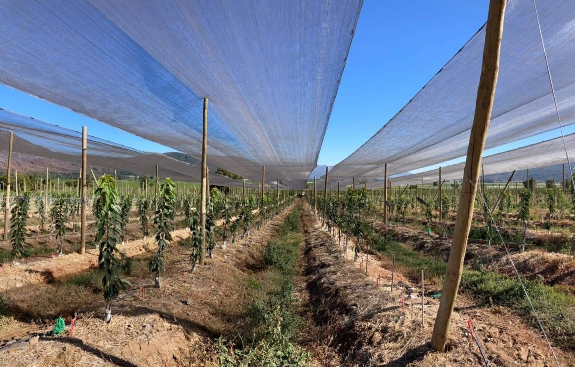 Mejorar la calidad de los cultivos gracias a la malla termodifusora con partículas de aluminio de AGRALIA