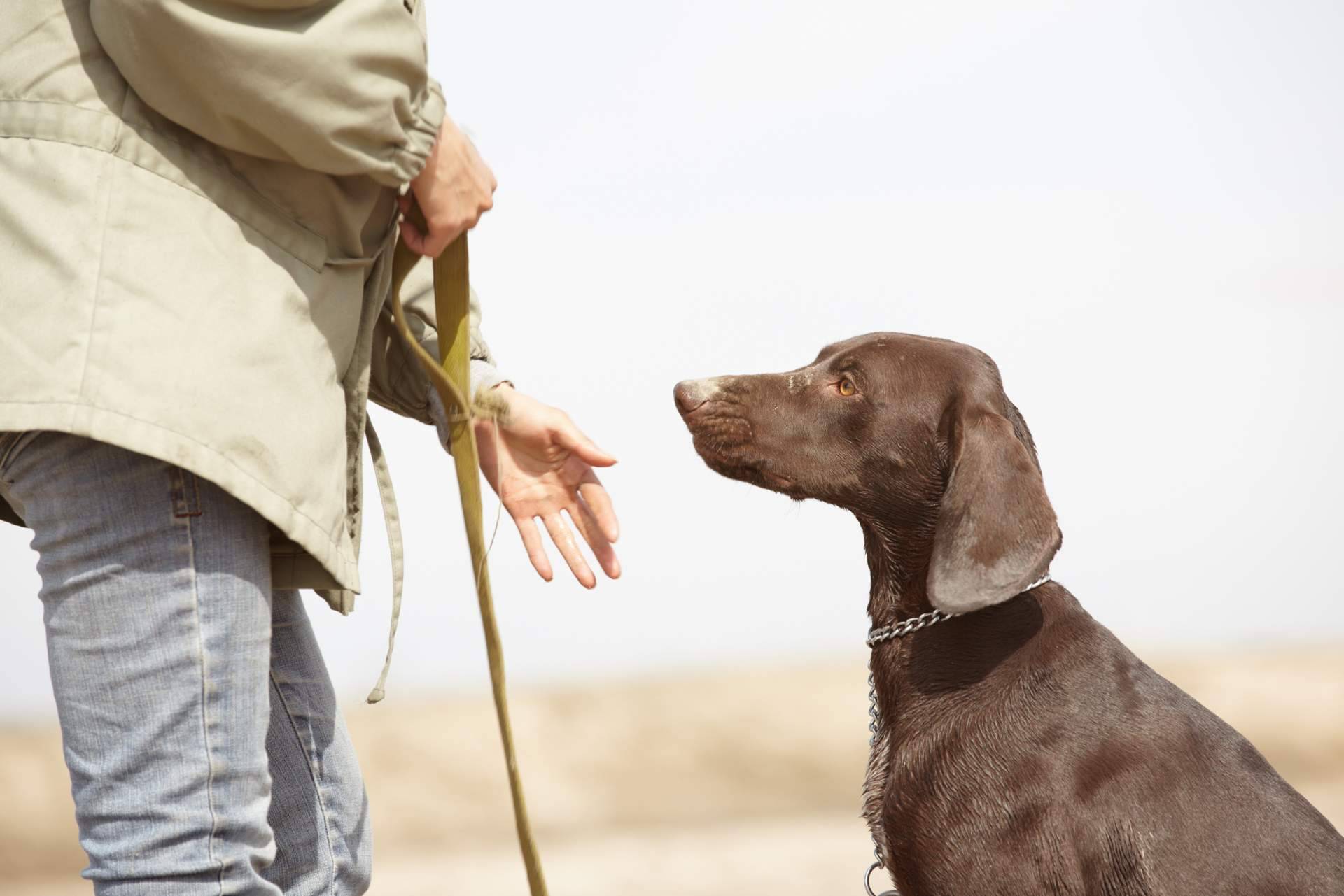 Ventajas de participar en los cursos certificados gratuitos de nutrición, psicología y adiestramiento caninos de Wolves Legacy
