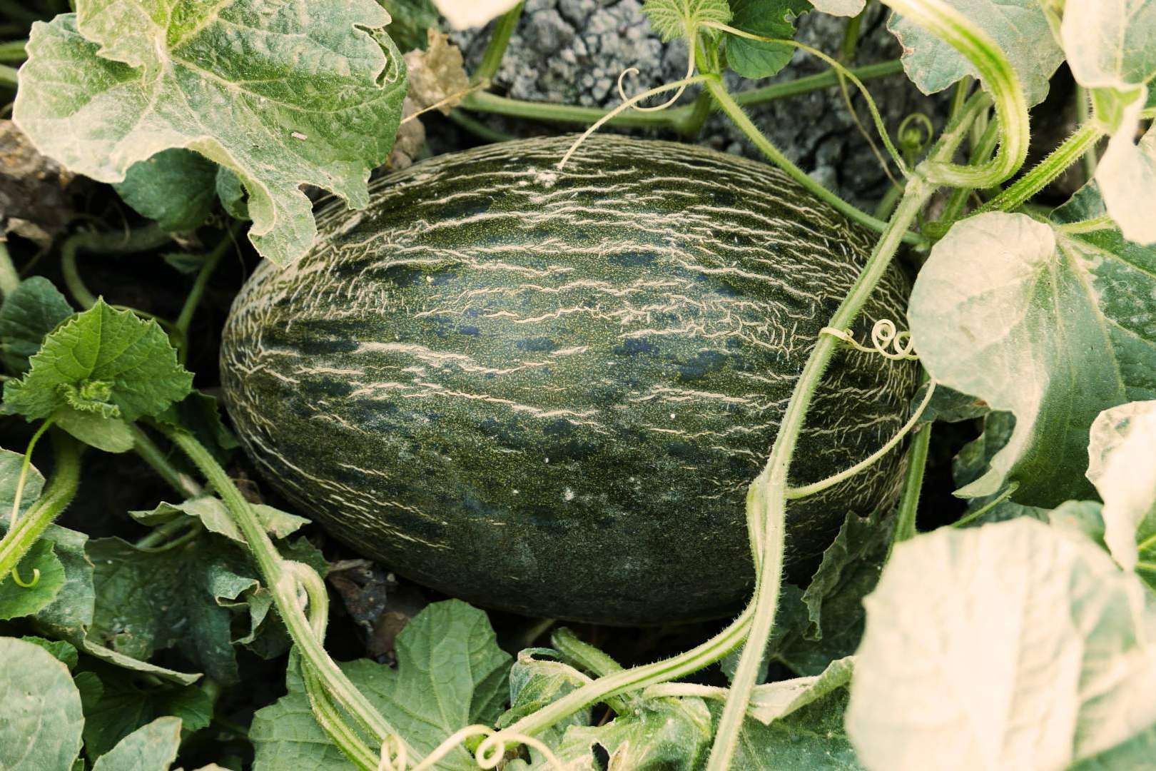 Melones de temporada en la tienda online Cítricos y Delicias