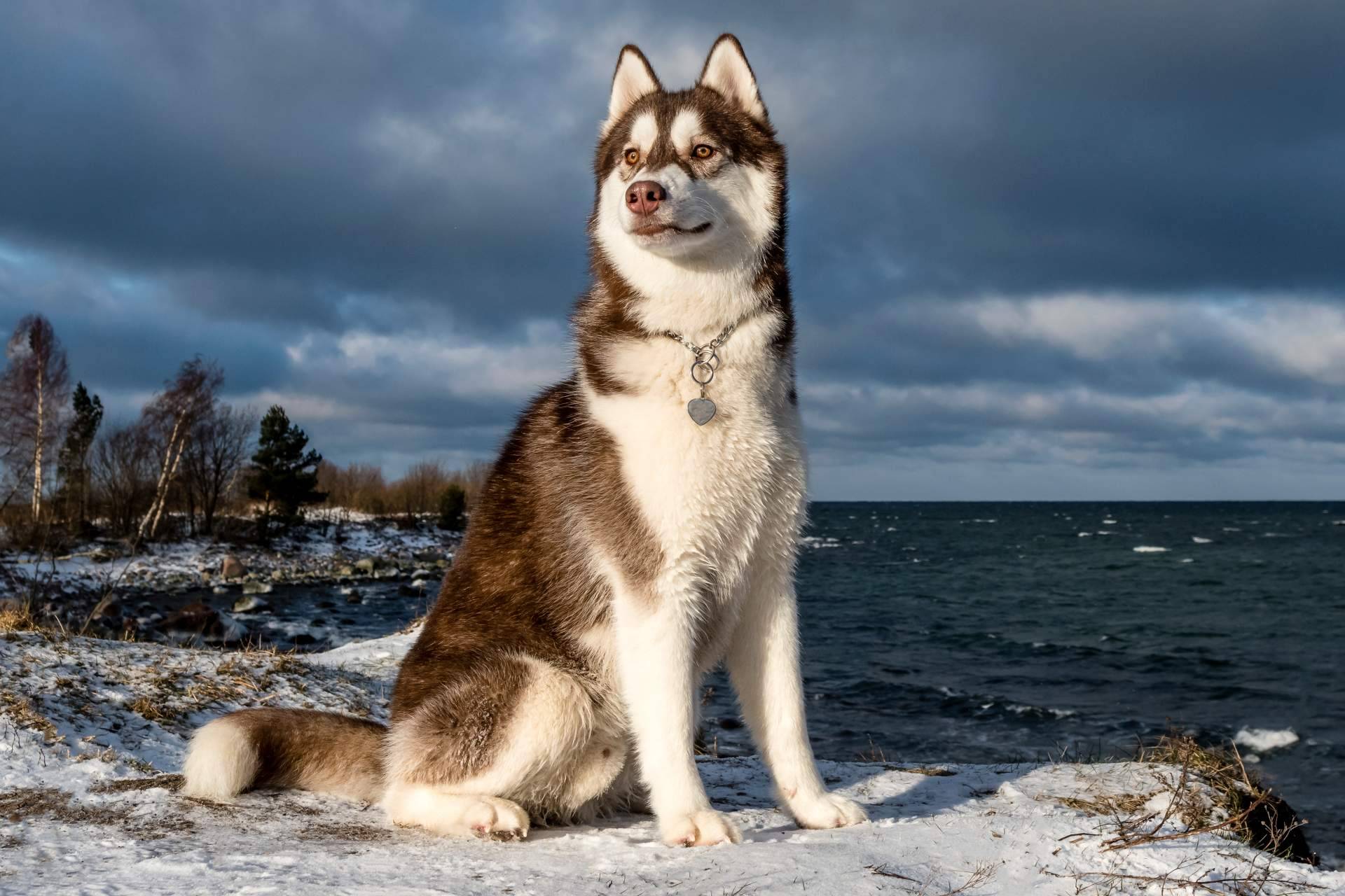 ¿Qué come realmente un perro? Wolves Legacy