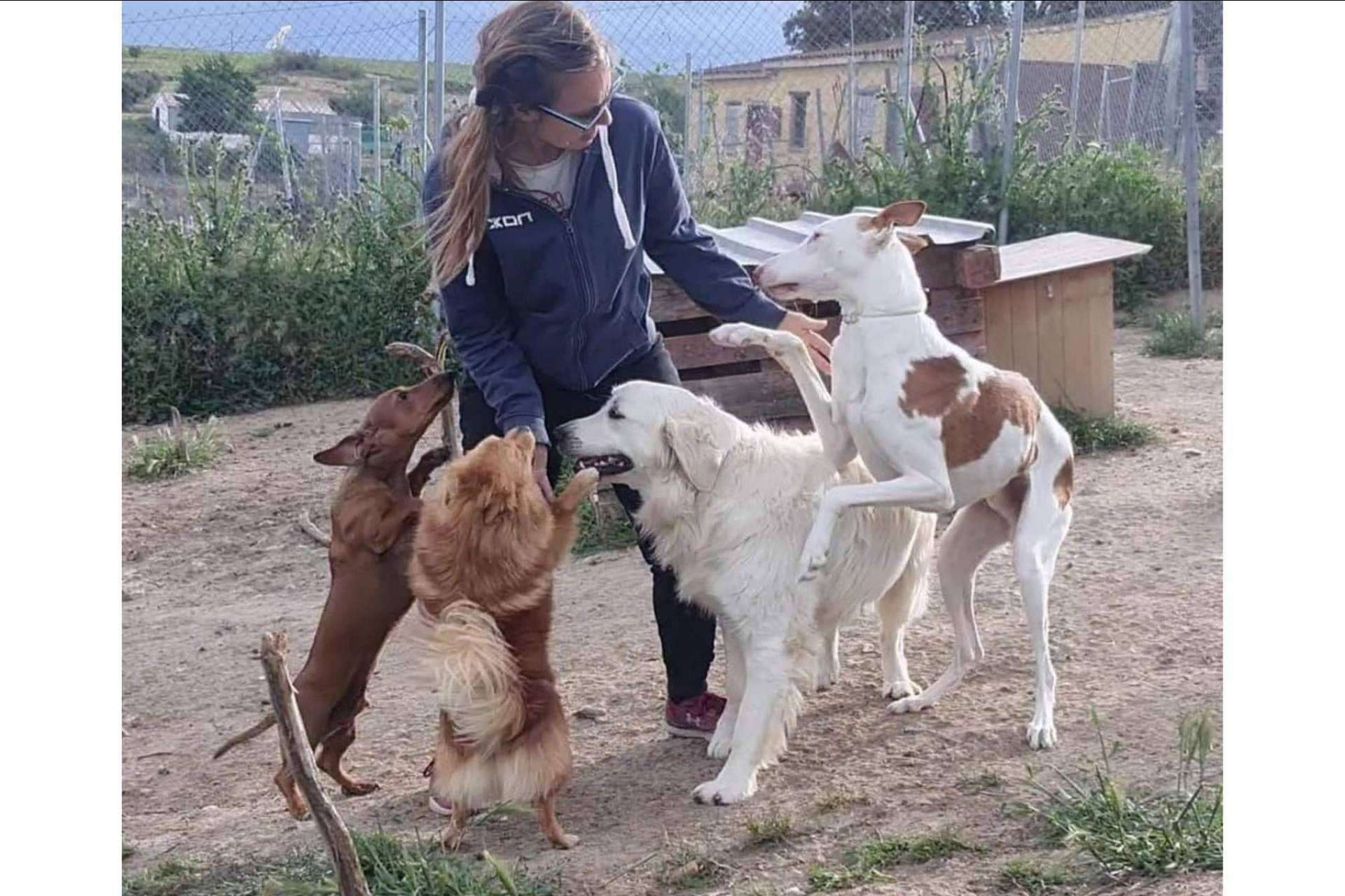 Las mascotas están como en casa, libres y sin jaulas en PERROBUENO