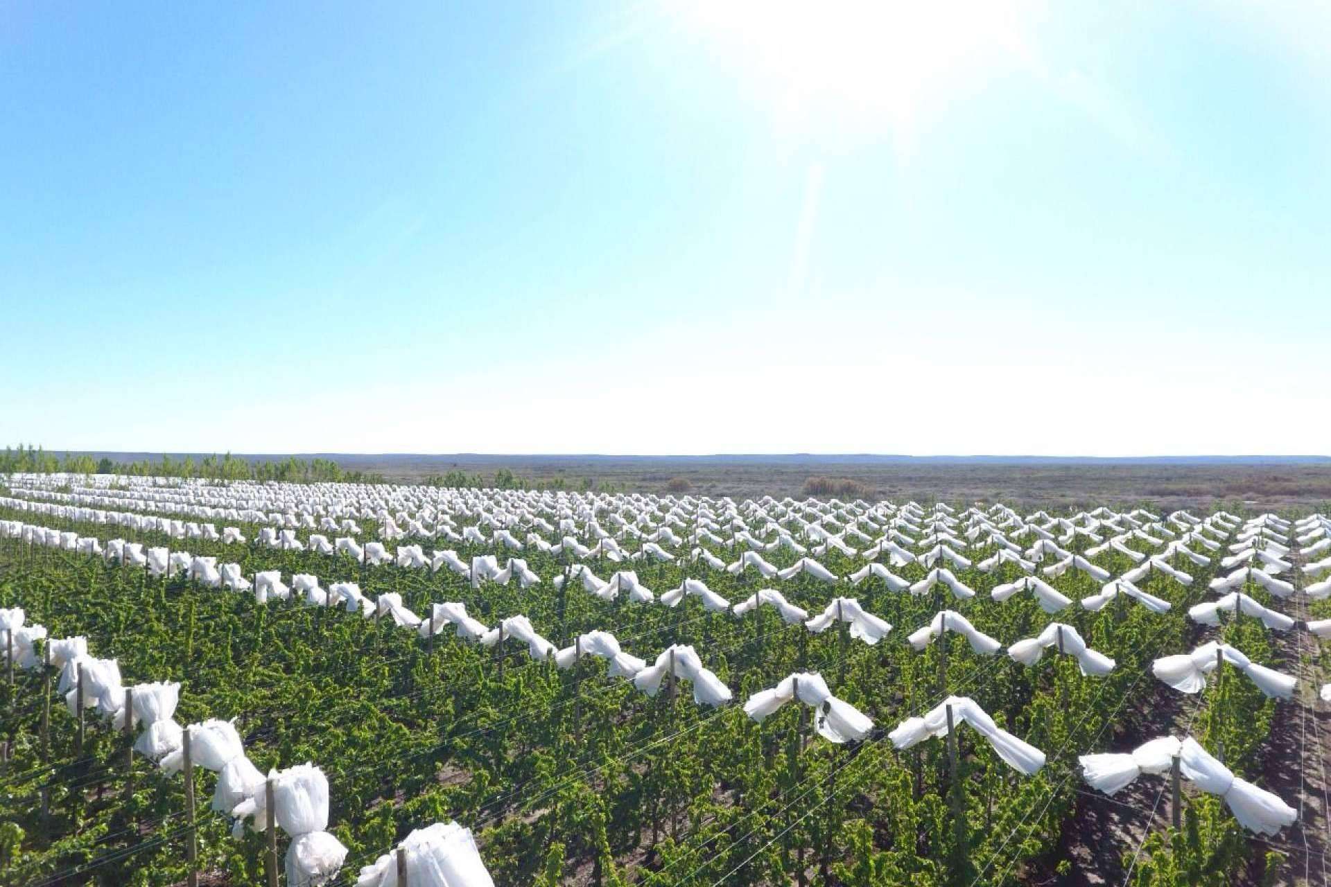 AGRICOVER, el gran paquete tecnológico de Agralia