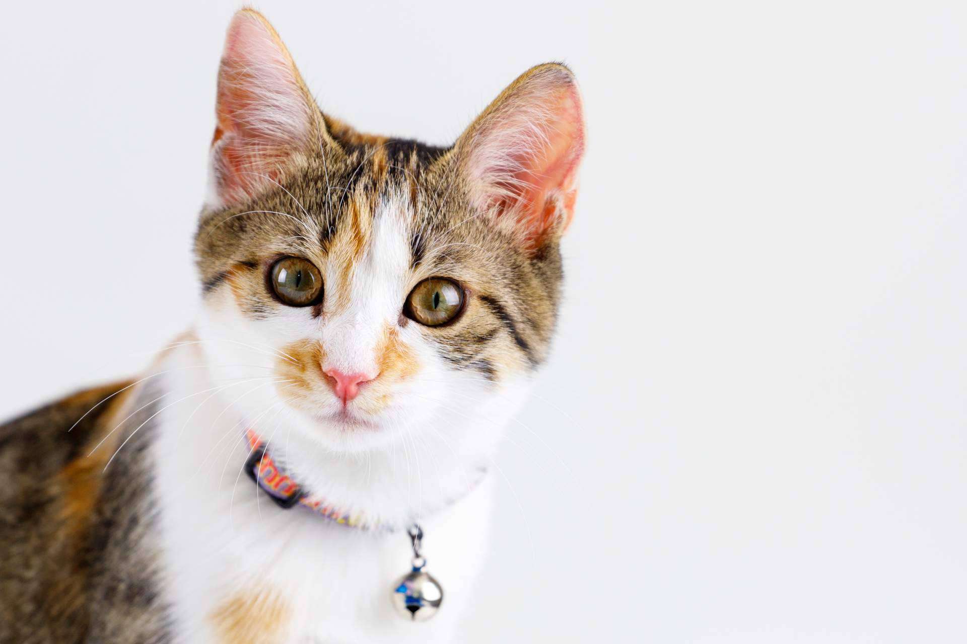 Animalzone: ¿Cómo corregir las conductas felinas?