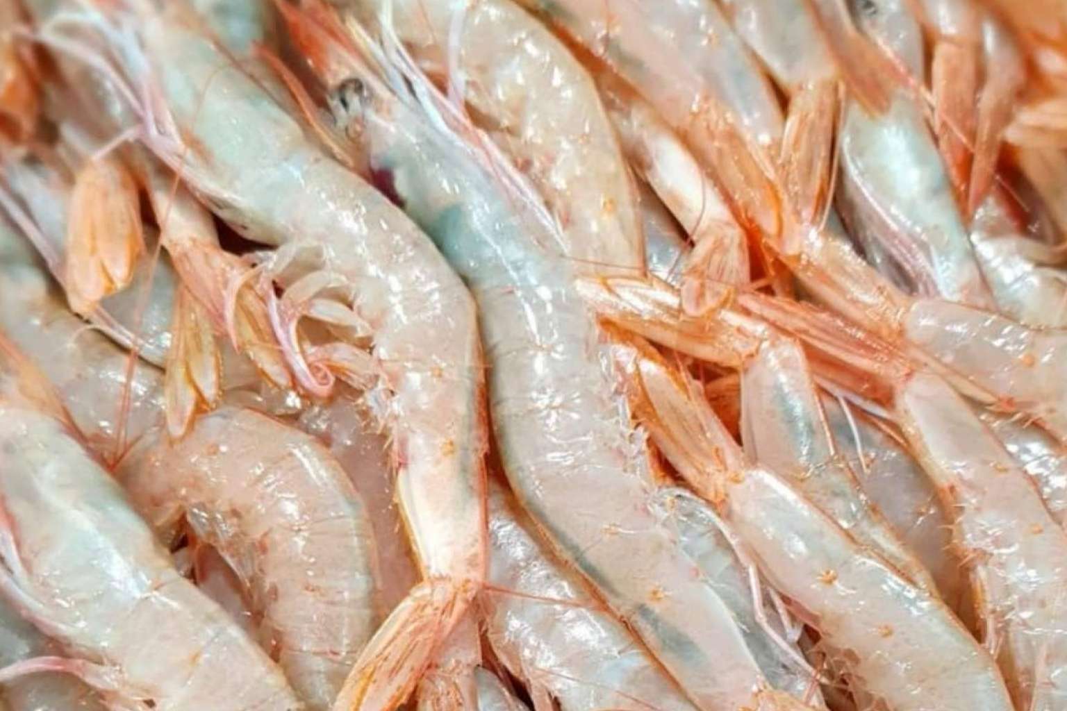 Calidad y frescura en los productos ofrecidos por comprarpescadoonline.es