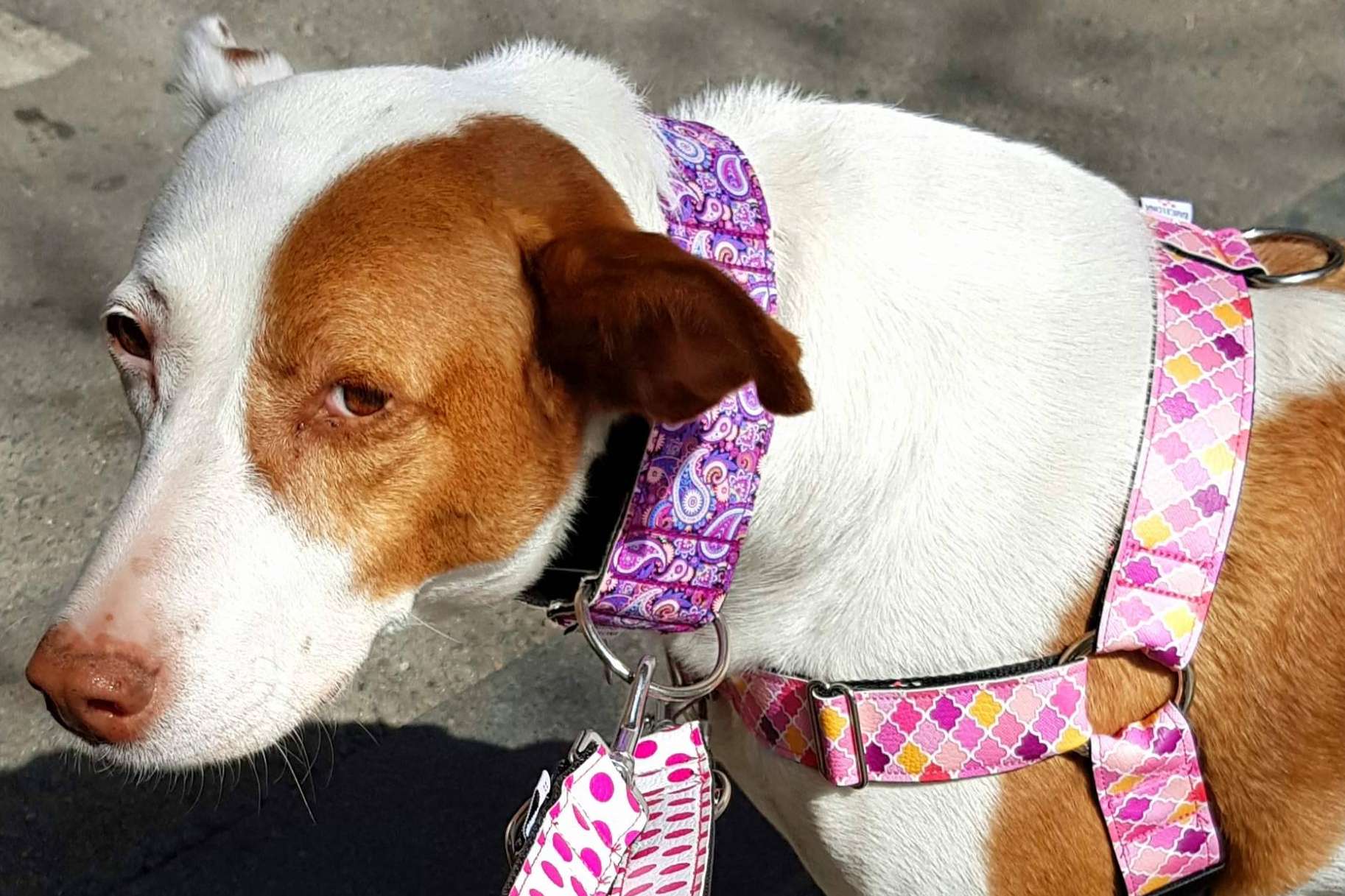 La mejor opción de collares y arneses para perros, por la tienda Patitas Barcelona