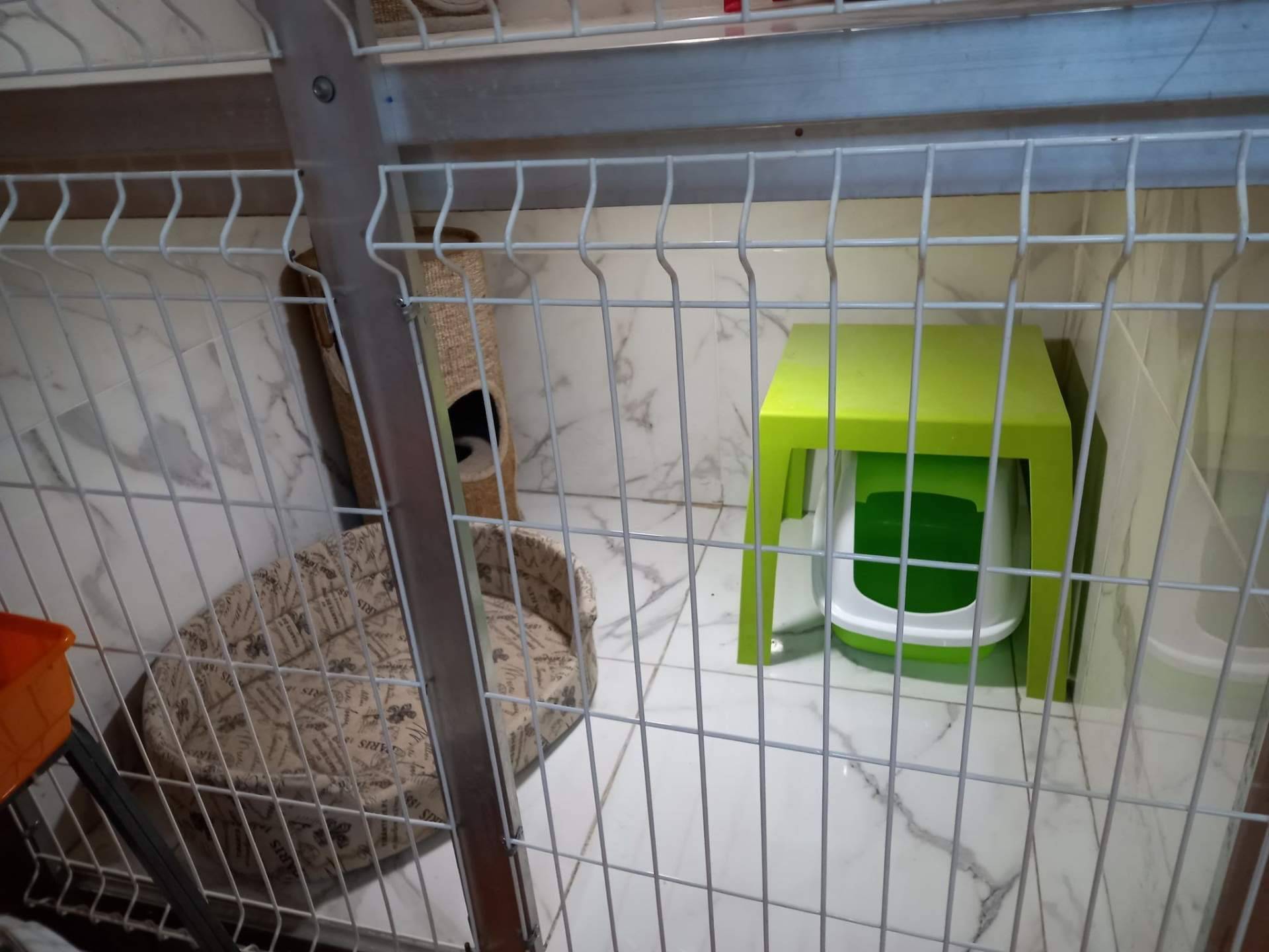 Amaita Mascotas: ¿Dónde encontrar un hotel de mascotas en Irún?