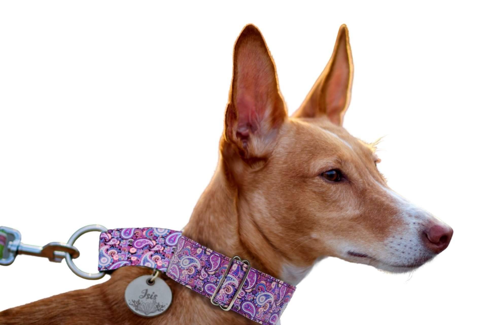Patitas Barcelona ofrece collares para perros a medida