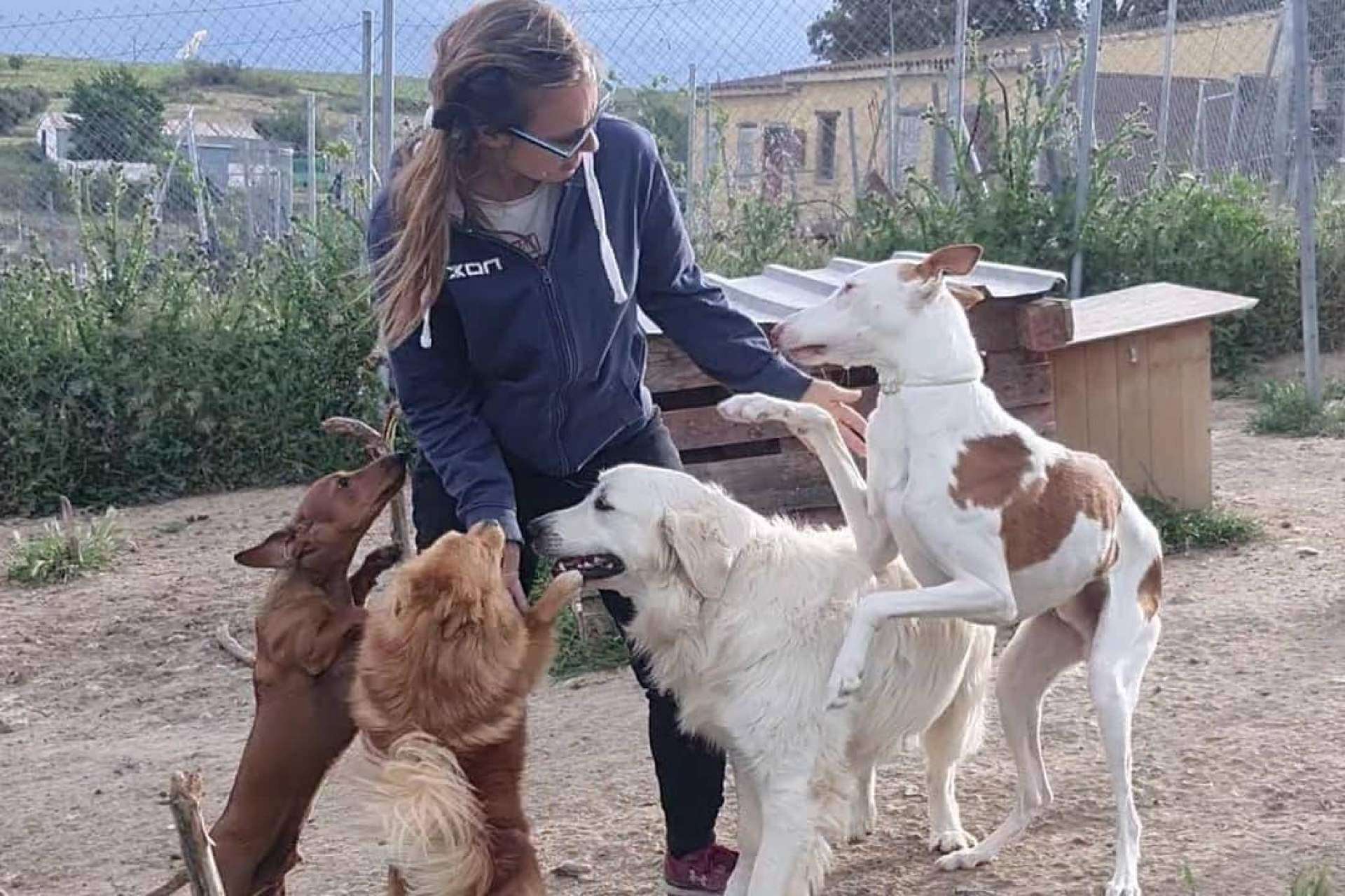 Los servicios que ofrece la guardería de día de perros, PERROBUENO