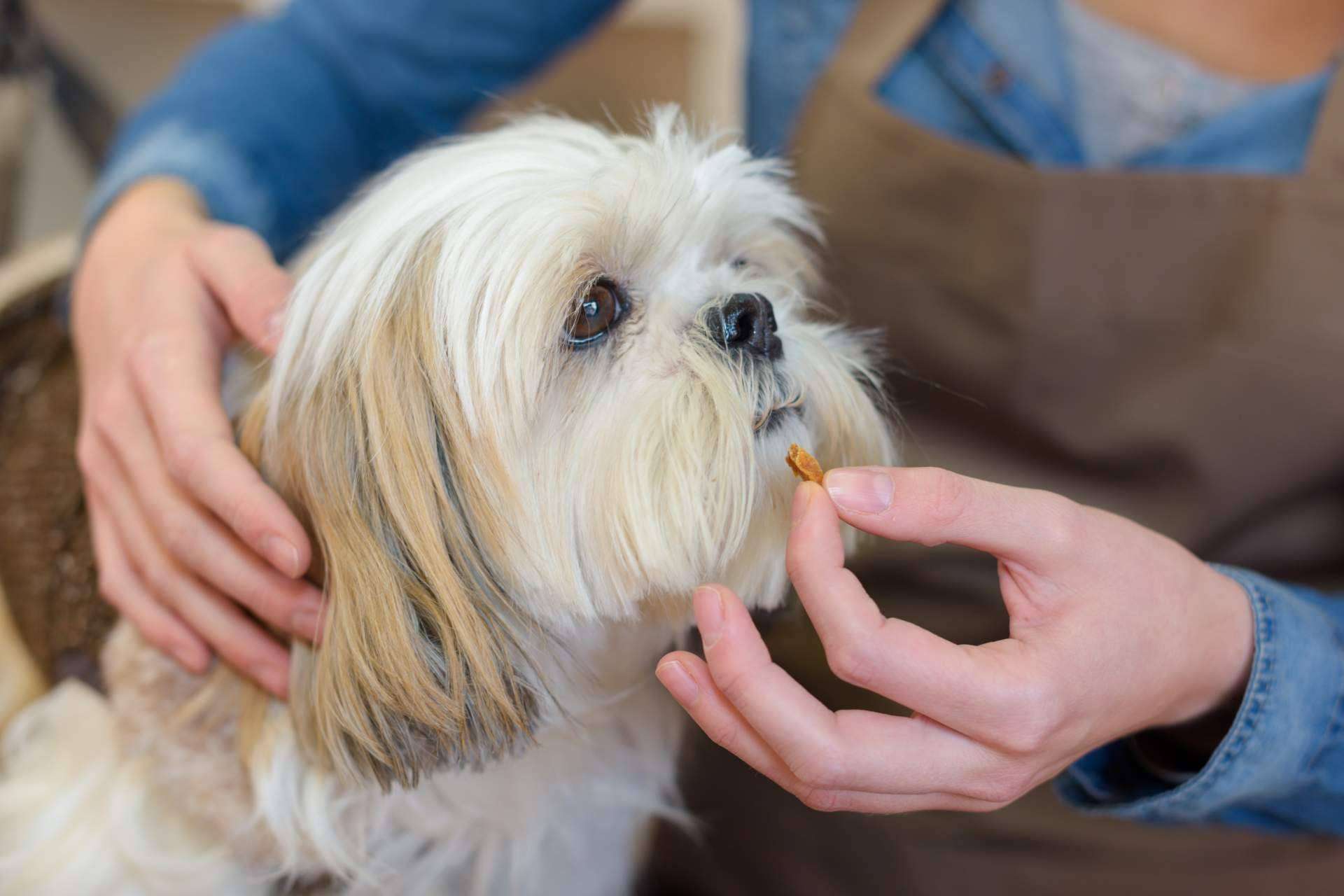 Los beneficios de los suplementos para mascotas de Mediterranean Superfoods