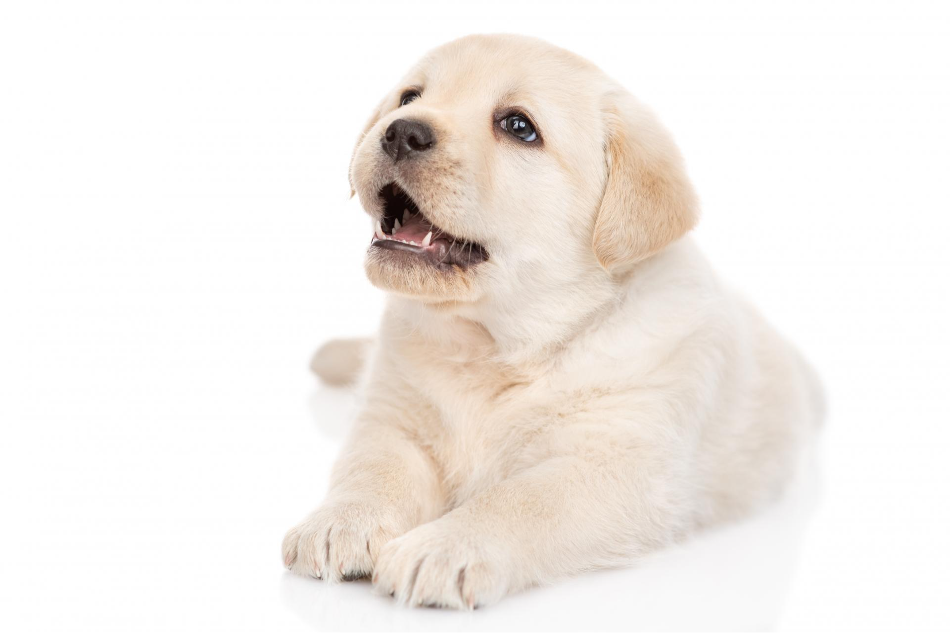 El bienestar de los cachorros en Madrid: Tienda Cachorro