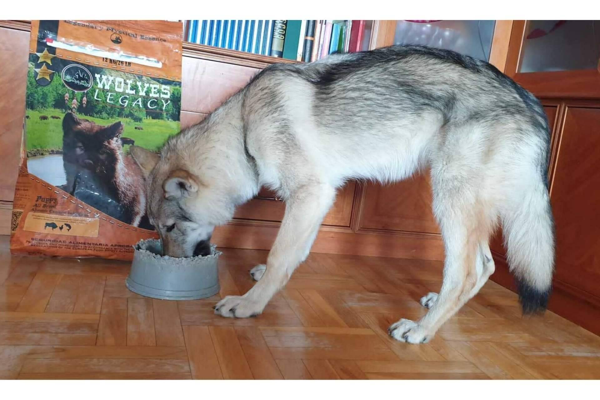 Las mejores opiniones del pienso para perros Wolves Legacy