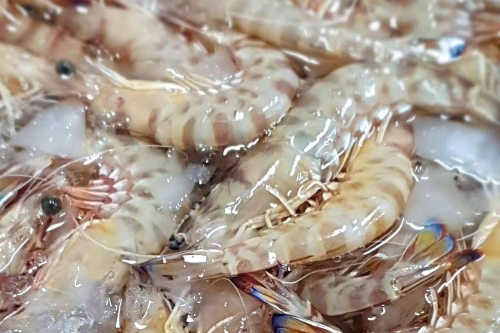 De la lonja a la mesa: los langostinos de Sanlúcar de comprarpescadoonline.es