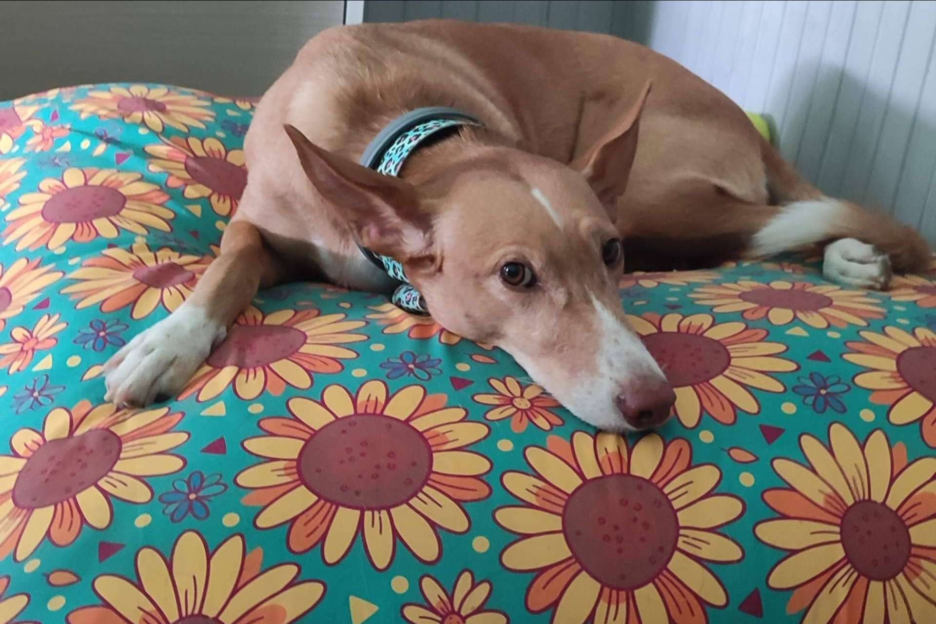 Las camas para mascotas de Patitas Barcelona