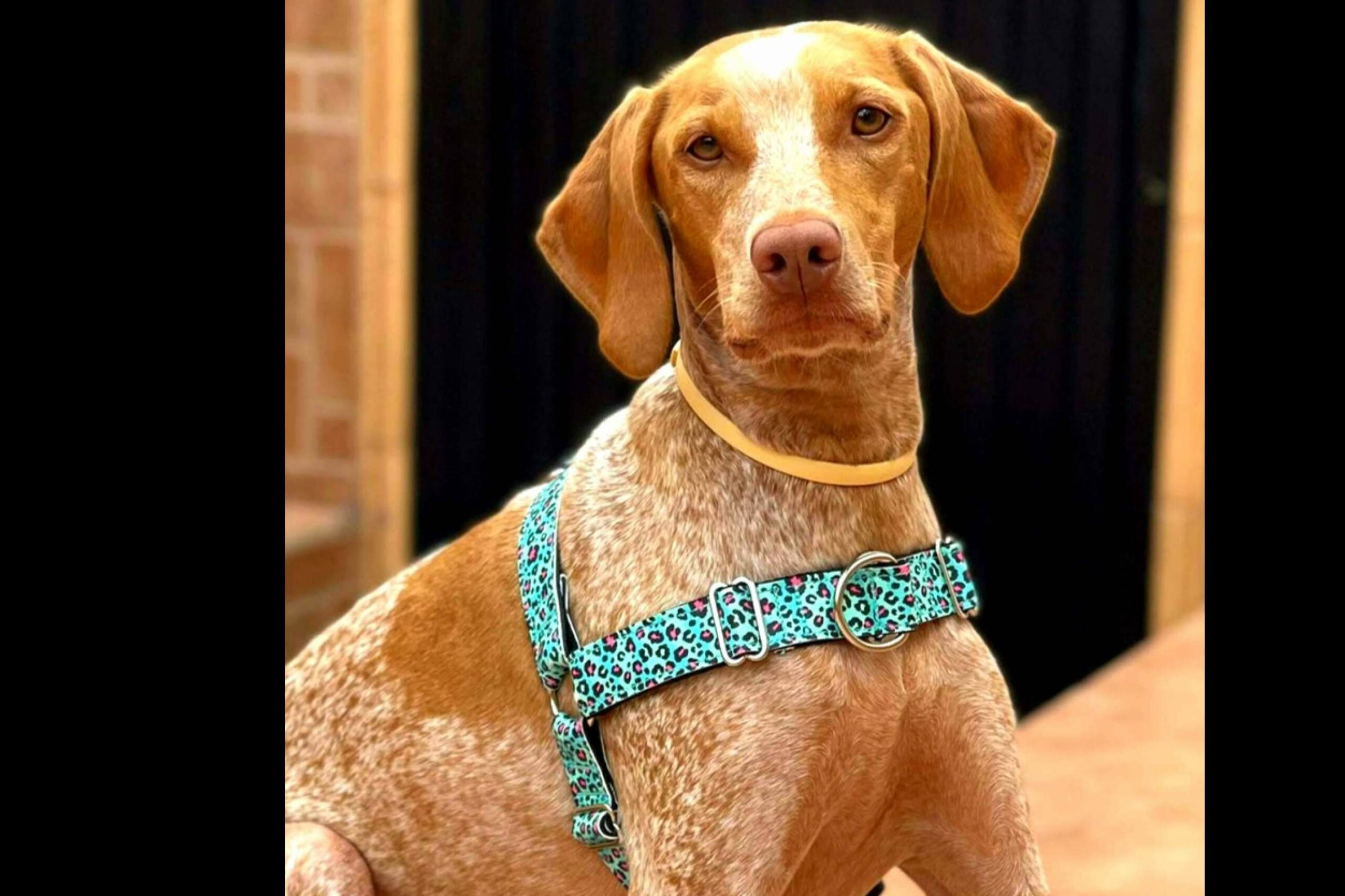 Correa doble multi-posición de Patitas Barcelona, perfecta para hacer deporte con la mascota