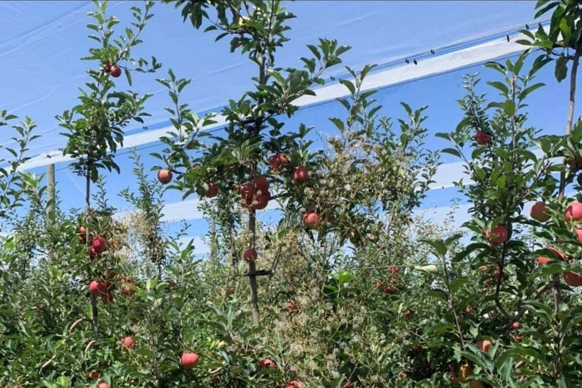 AGRICOLOR, proteger los cultivos de los golpes de sol con la tecnología de AGRALIA