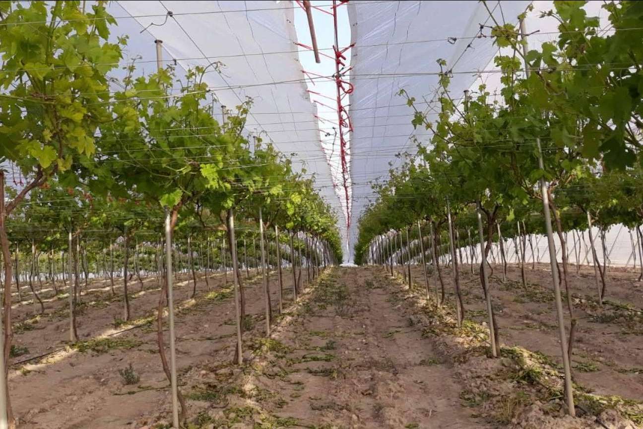 El nuevo paquete tecnológico de AGRALIA, AGRICOVER