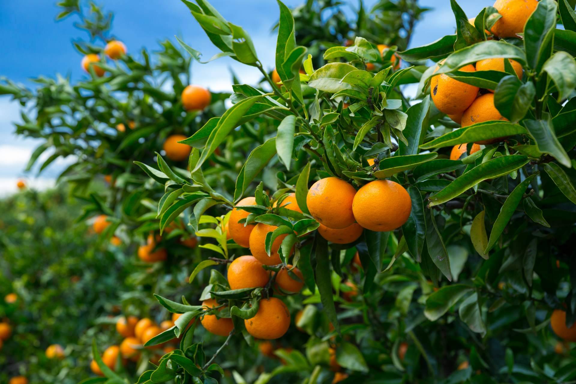 Mandarinas de calidad de la mano de Finca el Carraixet