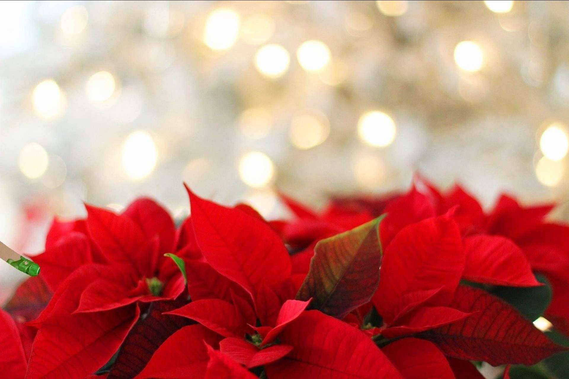 Las floristerías se preparan para la campaña de Navidad