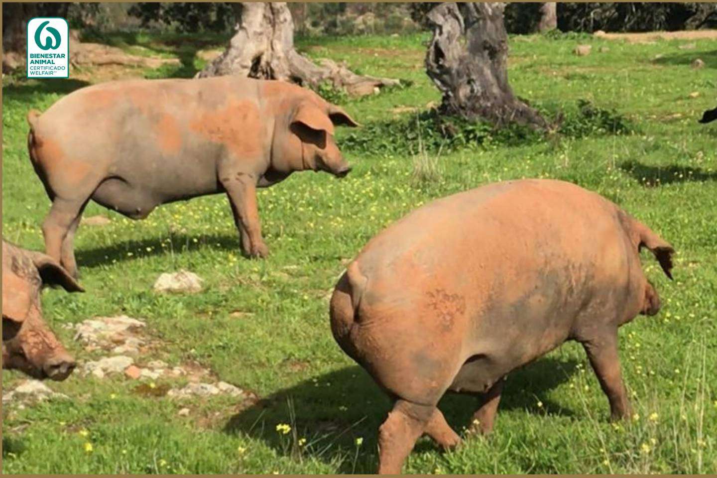 Ovipor S.C.A., la cooperativa onubense con 40 años de experiencia en la producción ganadera y comercialización de productos ibéricos