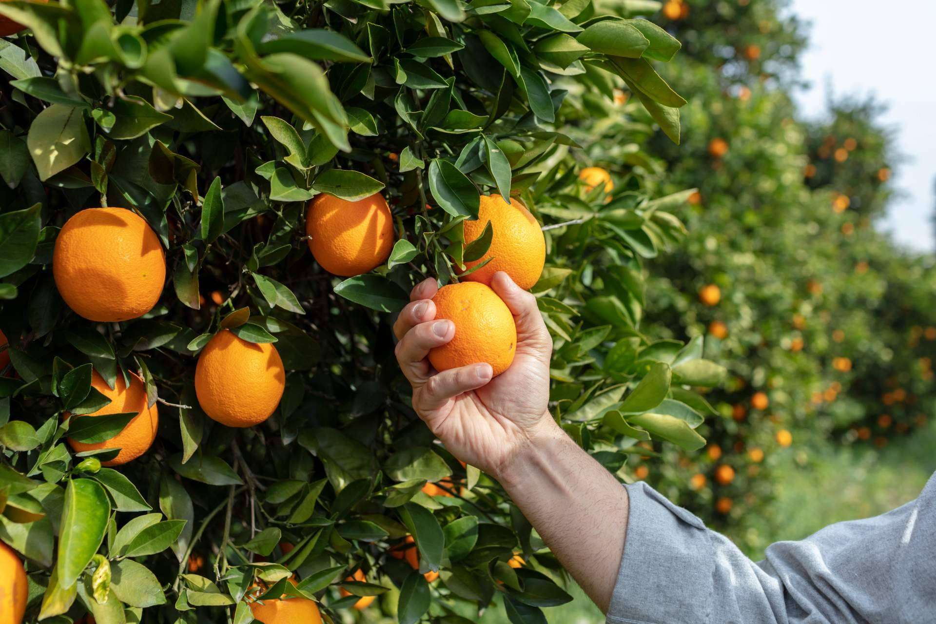 Las ventajas de comprar naranjas de zumo en Finca el Carraixet