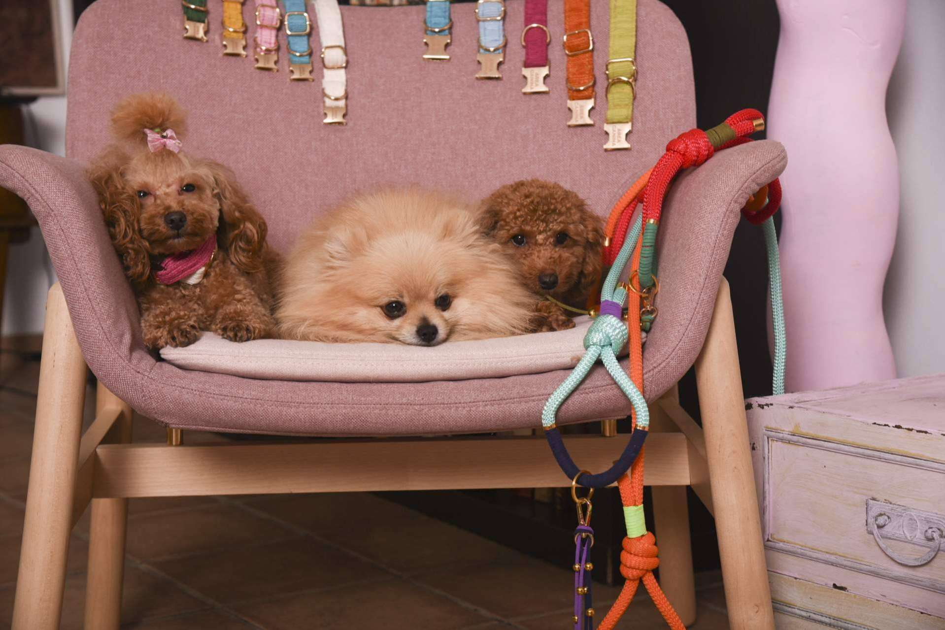 Áreacanina.com ofrece productos de máxima calidad para las mascotas