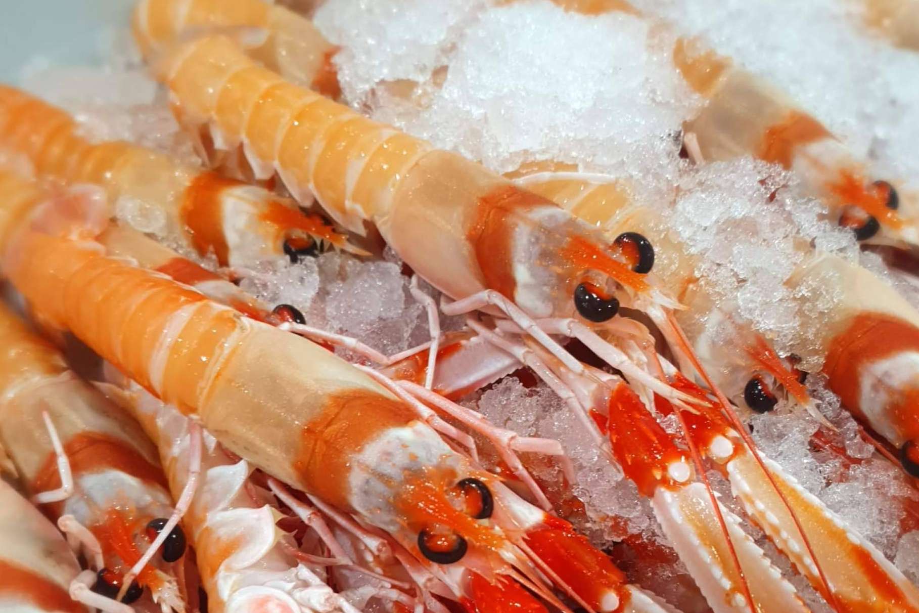 Esta Navidad compra Mariscos online