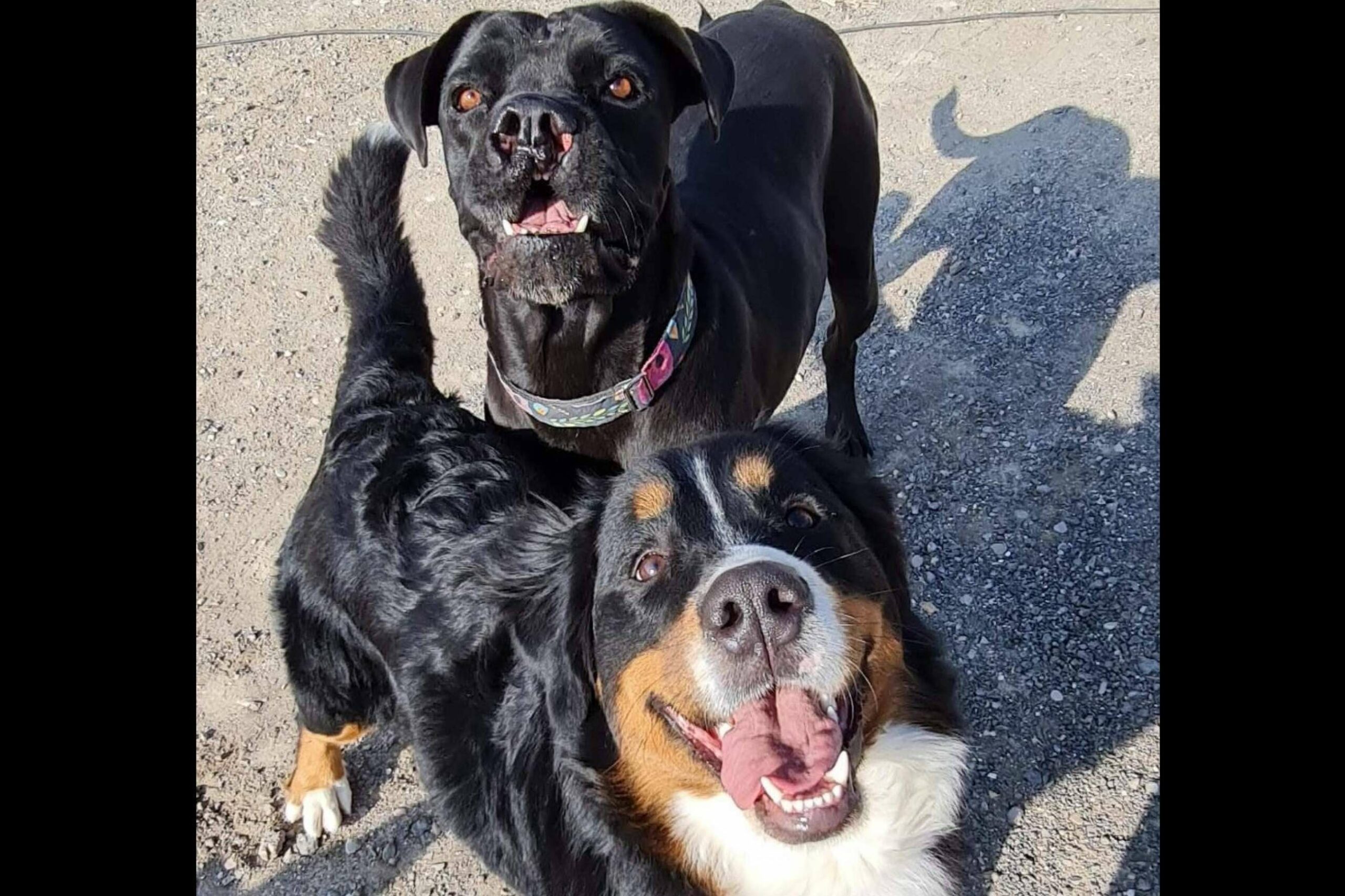 Una guardería de día para perros, por PERROBUENO
