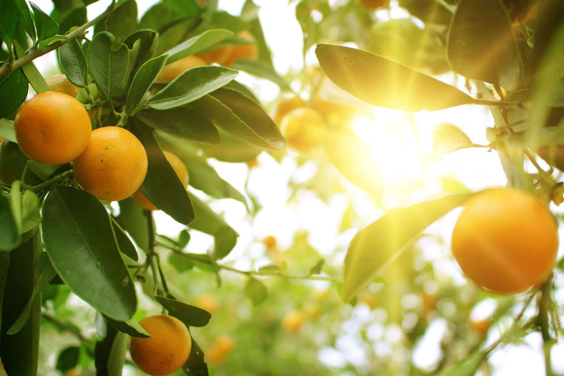 Naranjas completamente naturales en la página web de Sabor a Naranjas