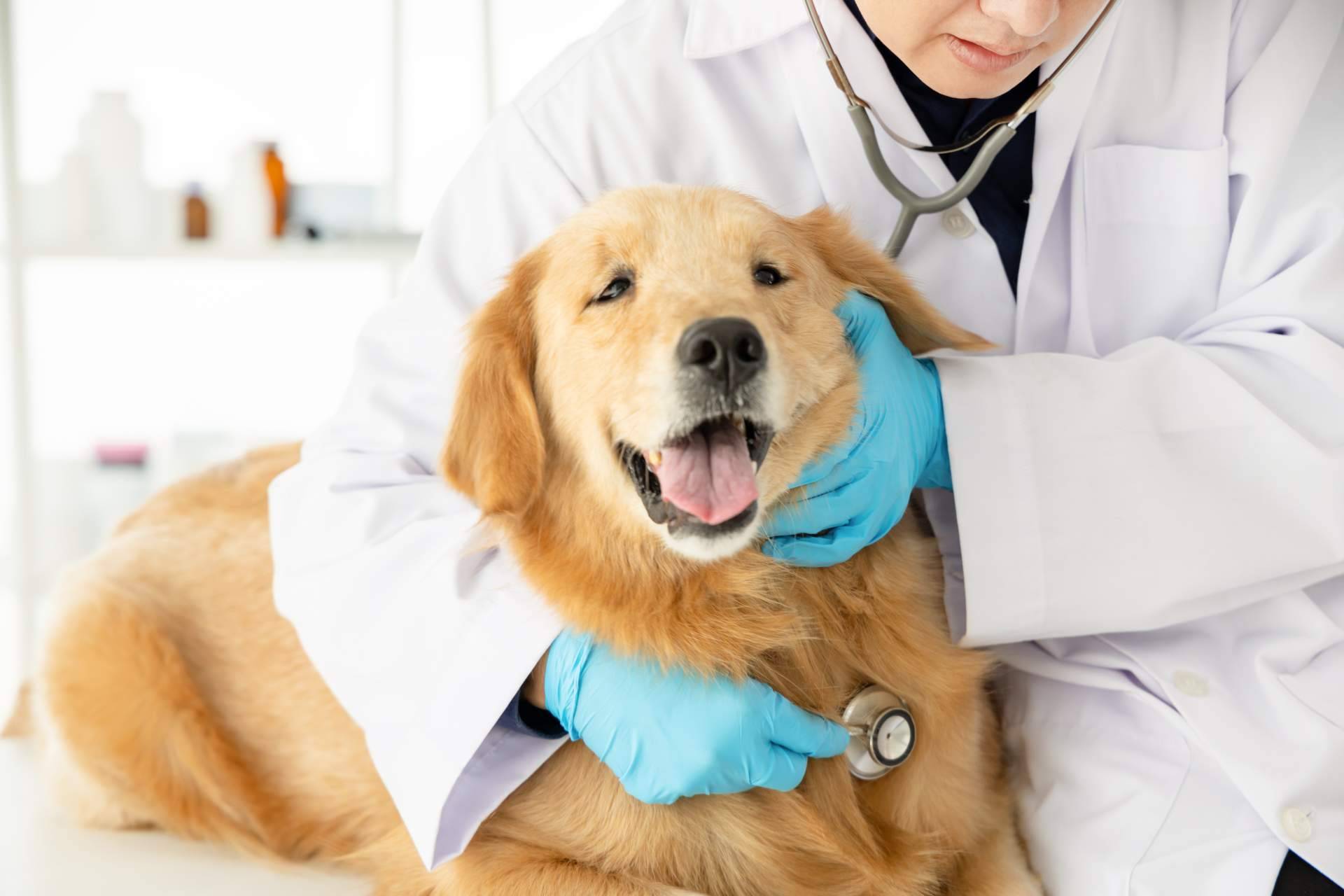 El innovador servicio de veterinario con 1 Click Vet a domicilio las 24 horas del día
