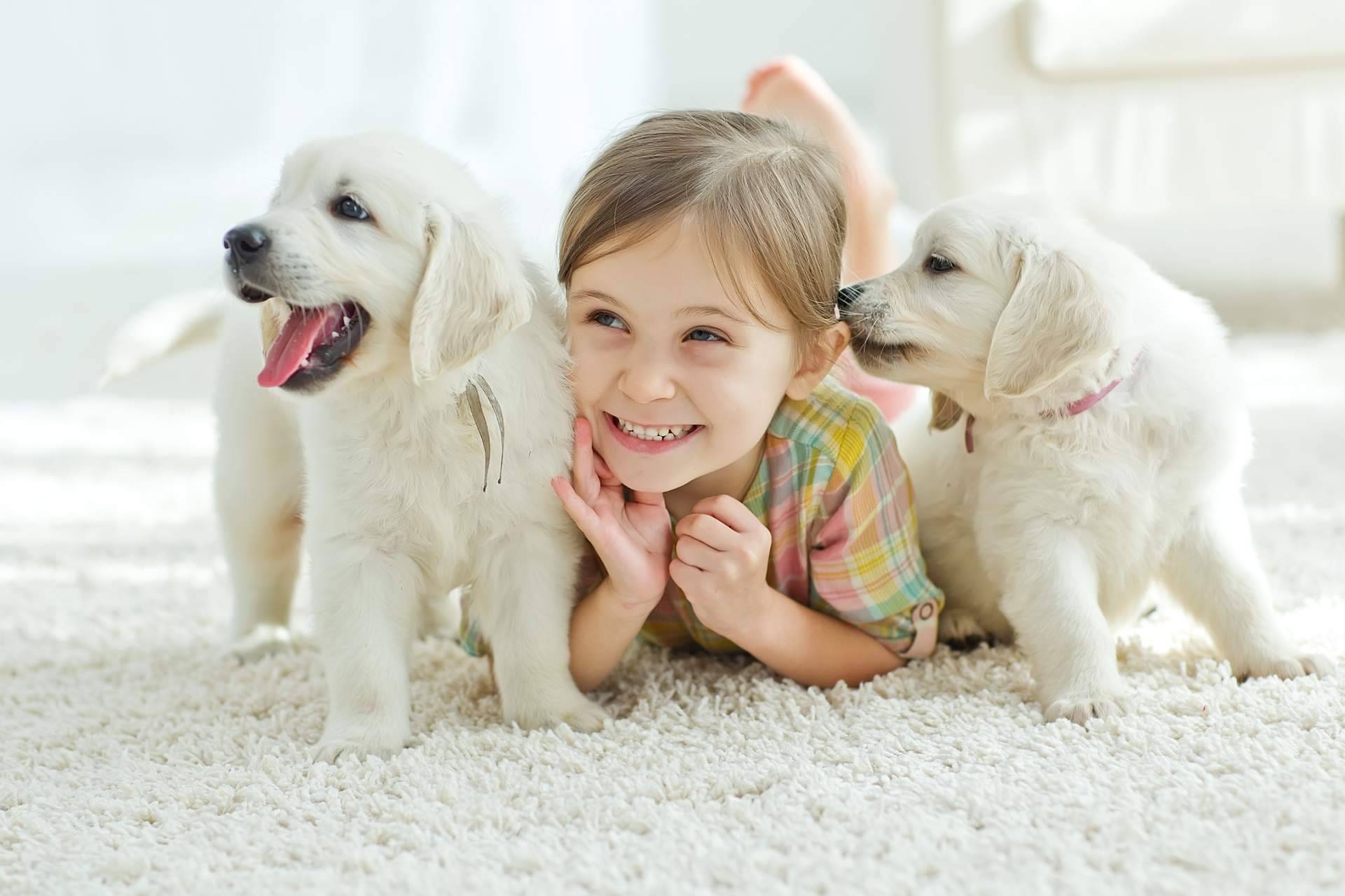 La compra de cachorros en navidades debe de ser controlada y no compulsiva, según afirma 101 Cachorros