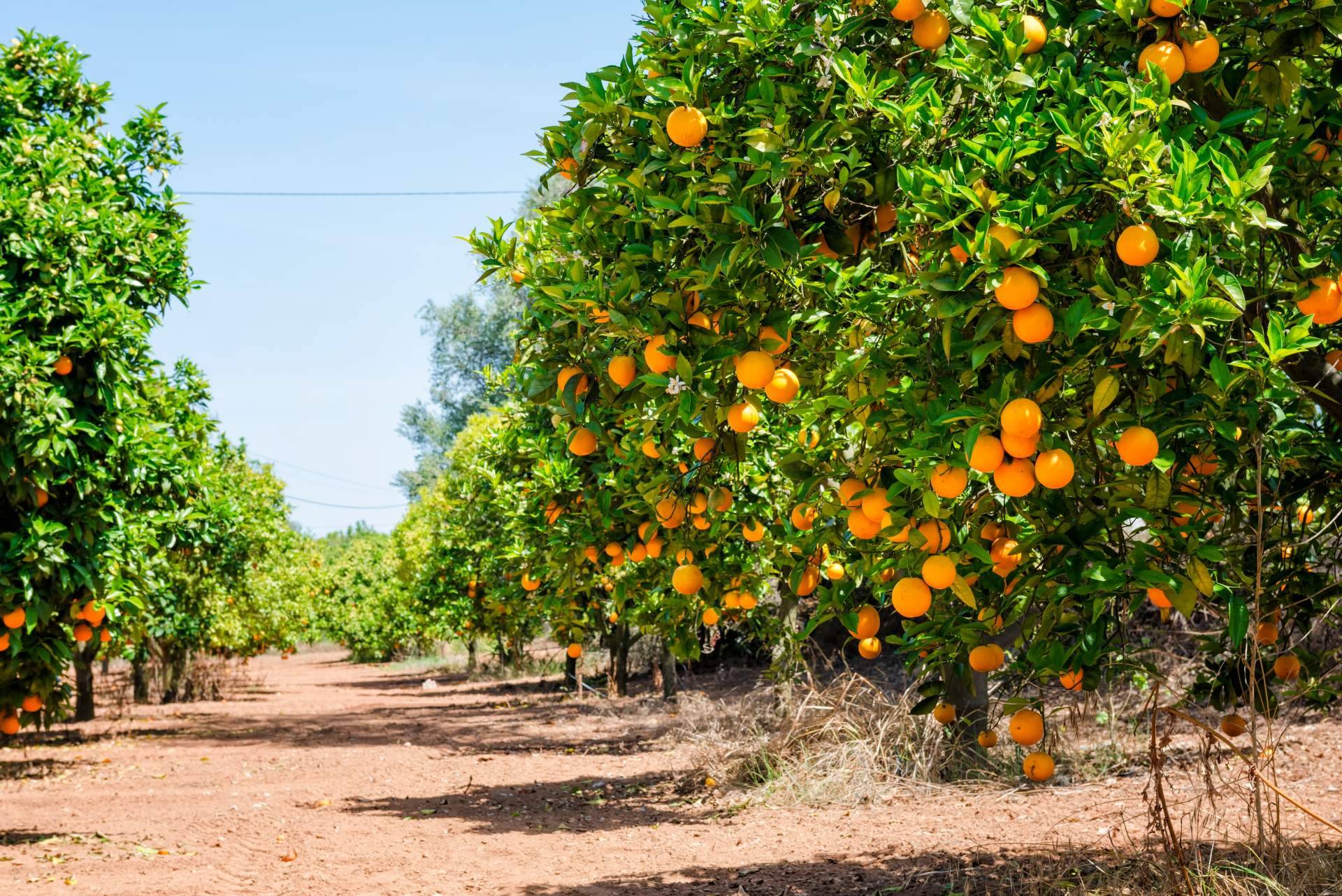 Los beneficios de la naranja para la salud, por Sabor a Naranjas
