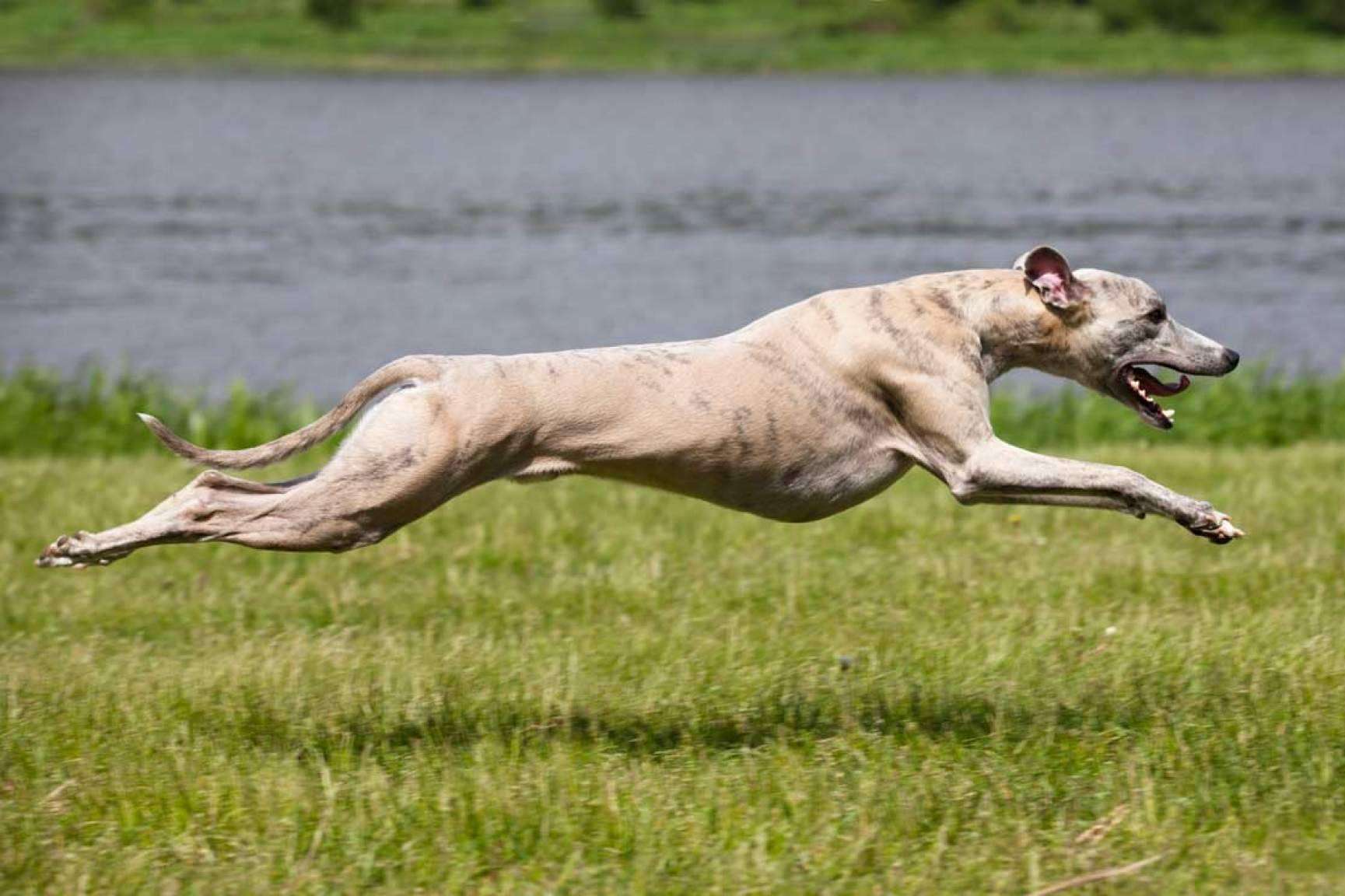 La importancia de una buena alimentación en perros de competición, por Piensos Galacer