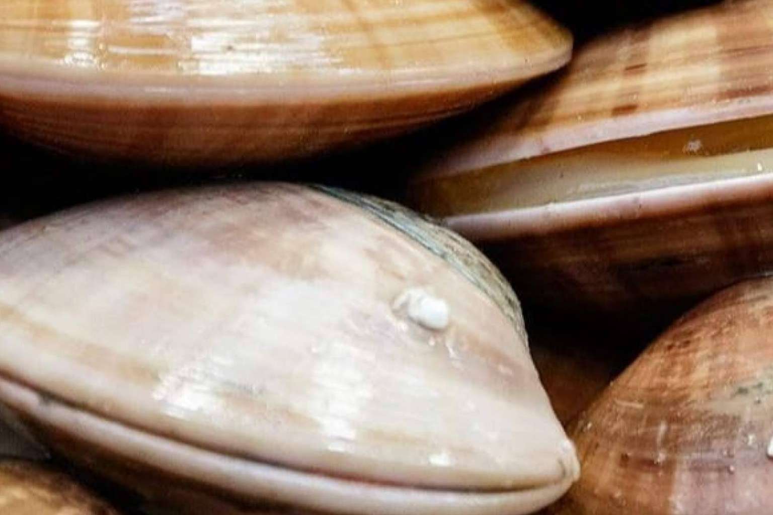 ¿Dónde adquirir pescados, mariscos, moluscos y vinos?